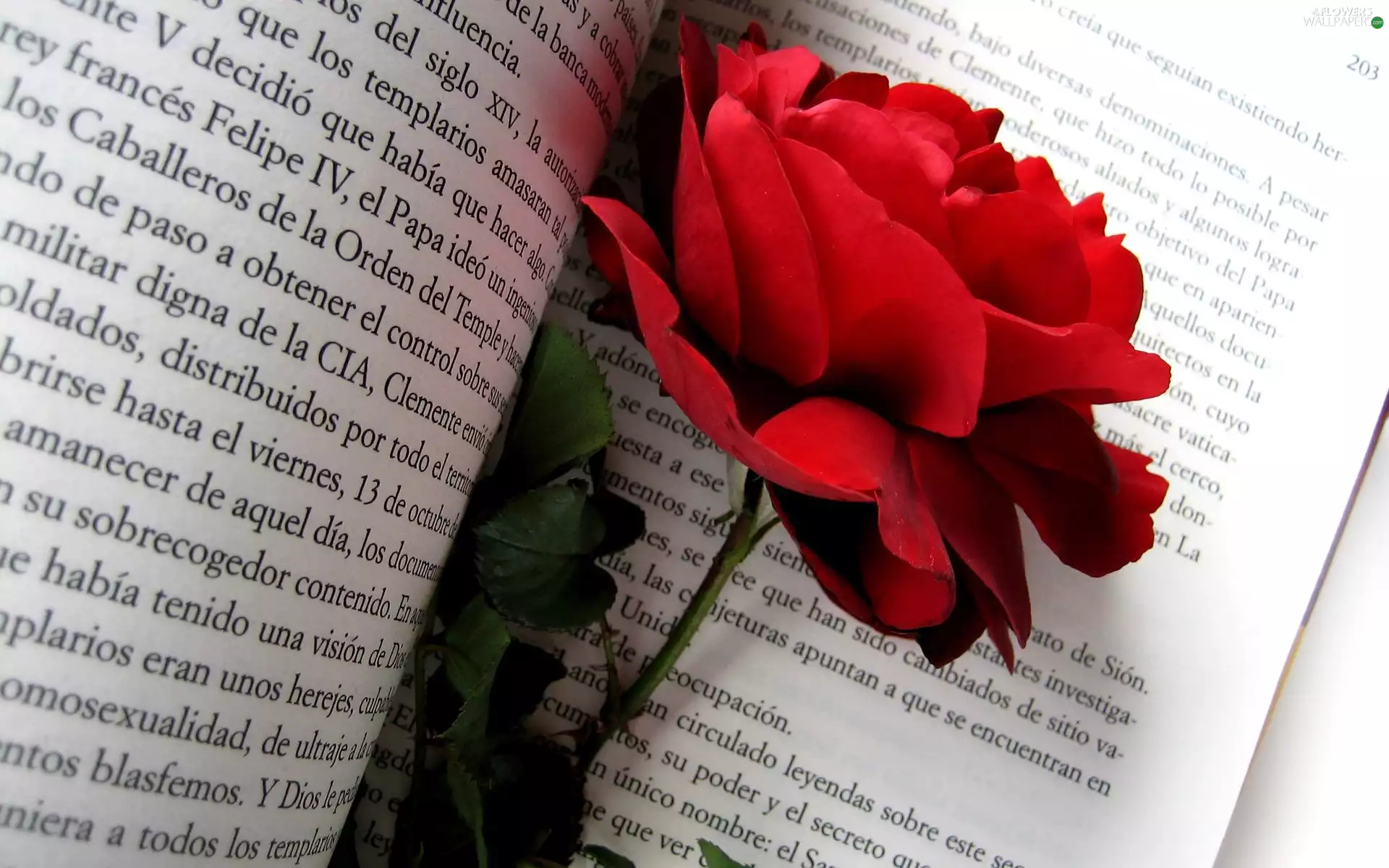 rose, Book