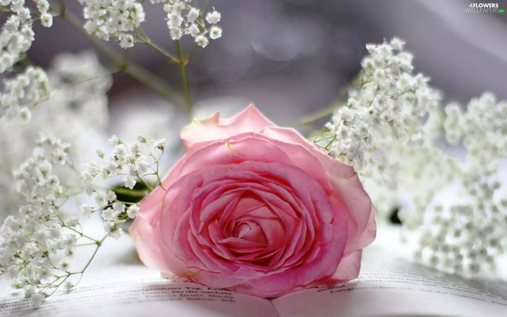 Book, Pink, rose