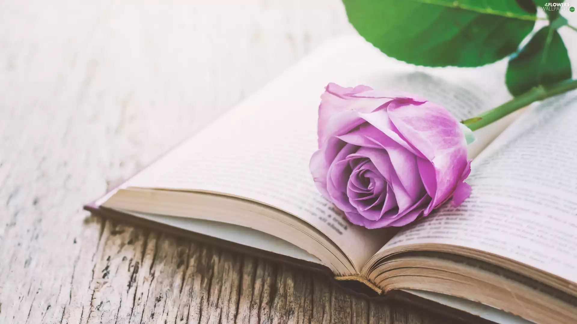 Book, Violet, rose