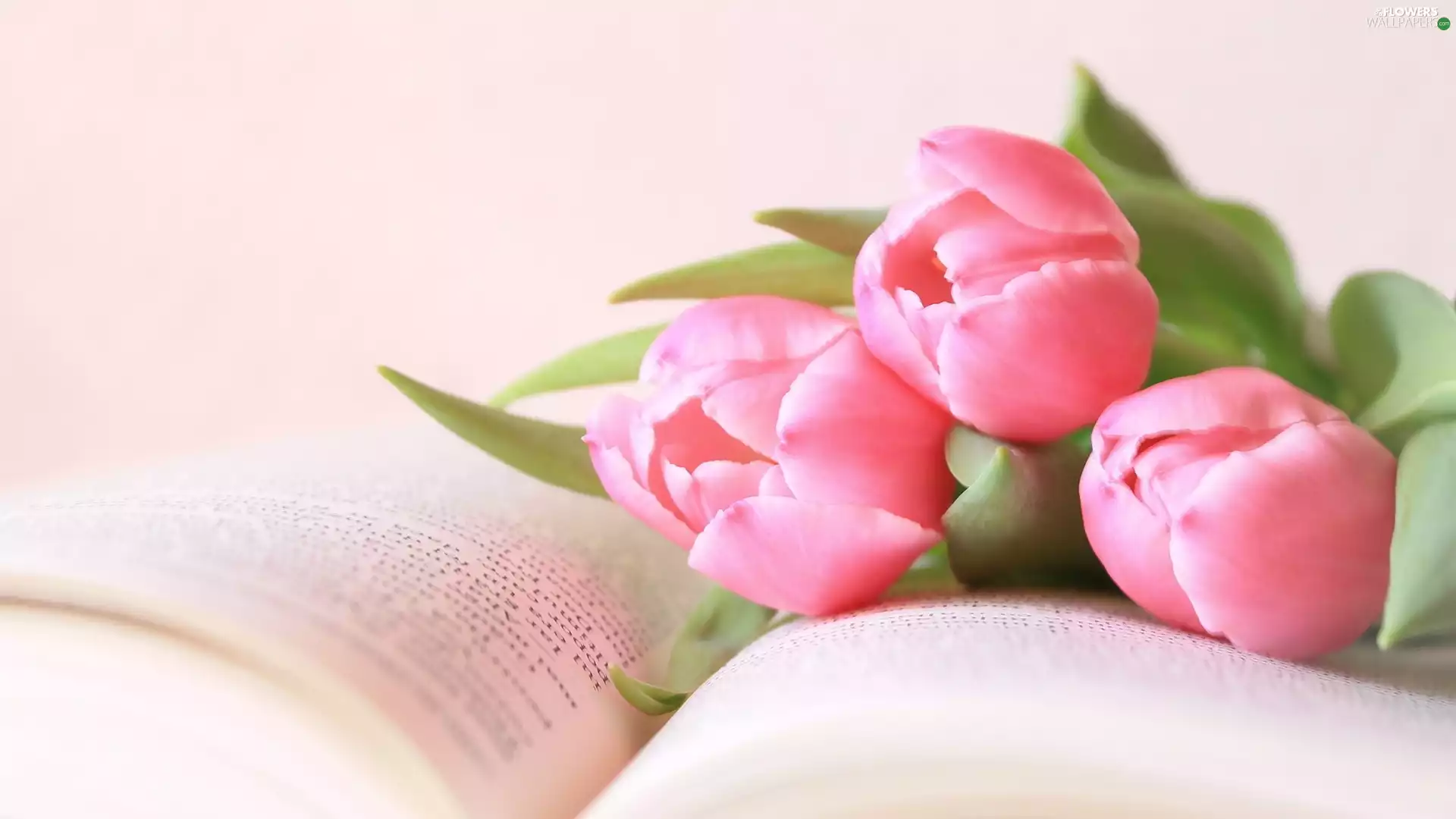 Book, Pink, Tulips