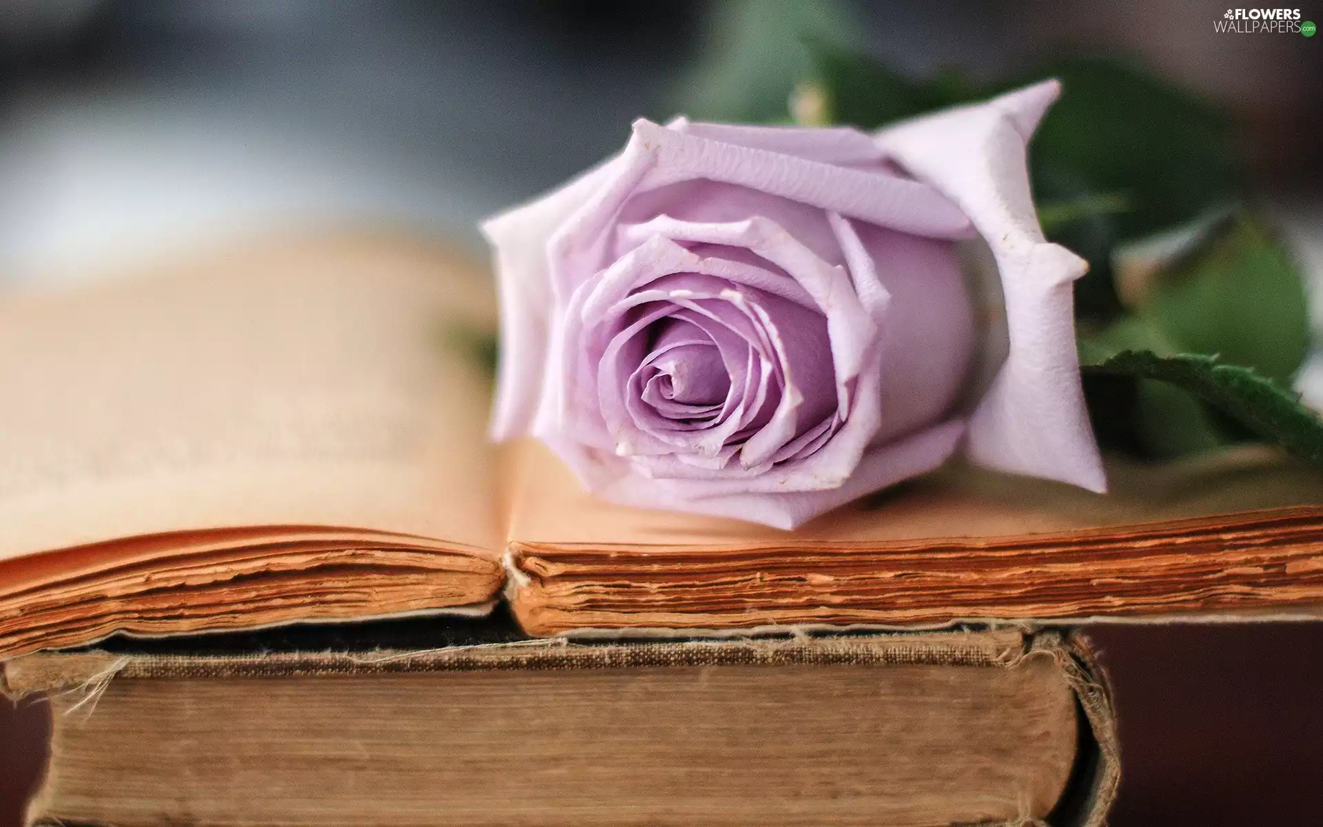 Books, Violet, rose