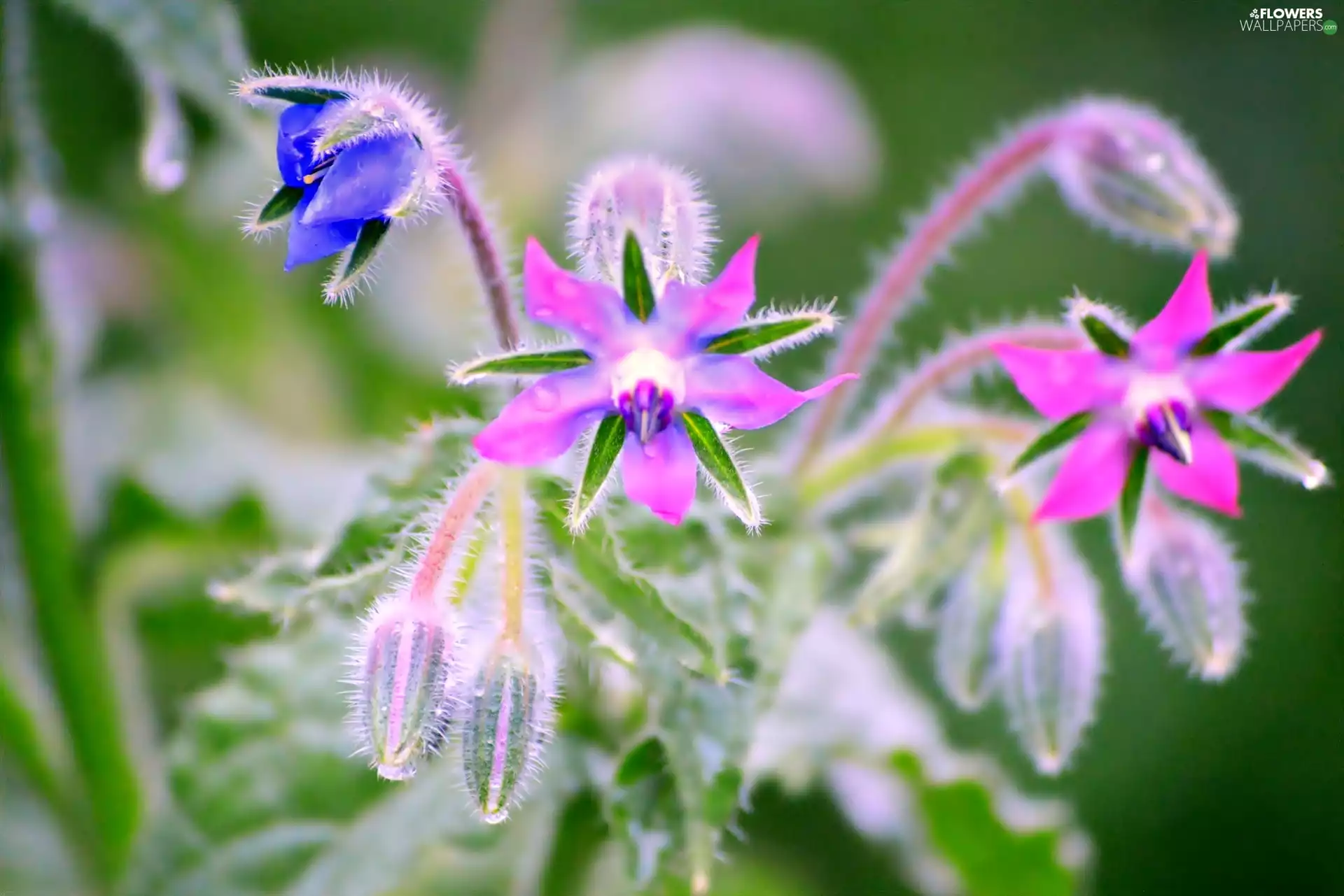 borage, Pink, Flowers
