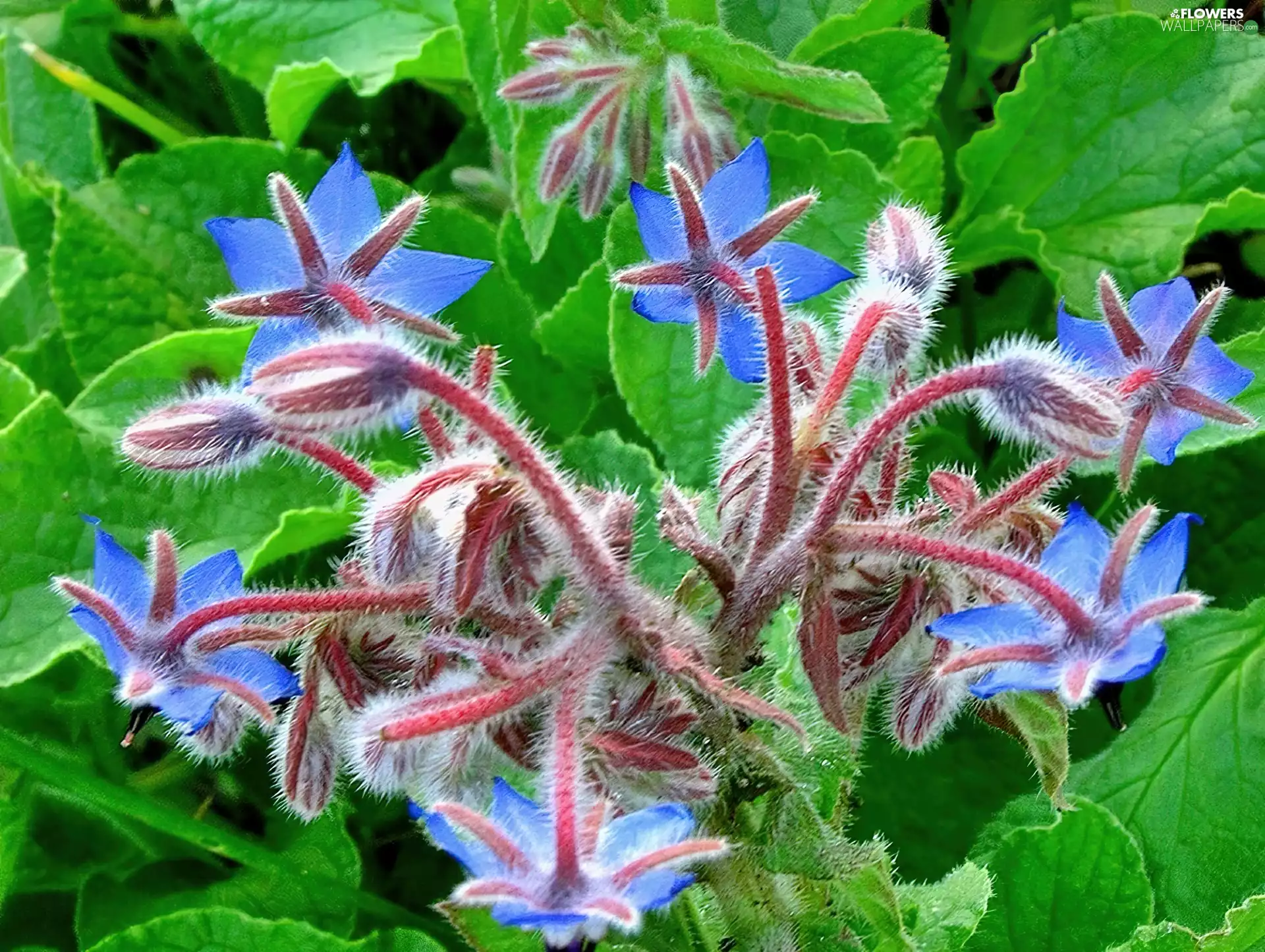 blue, borage, Medical, Colourfull Flowers