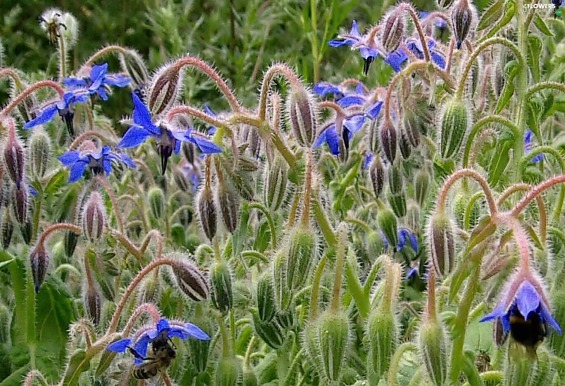 borage, medical