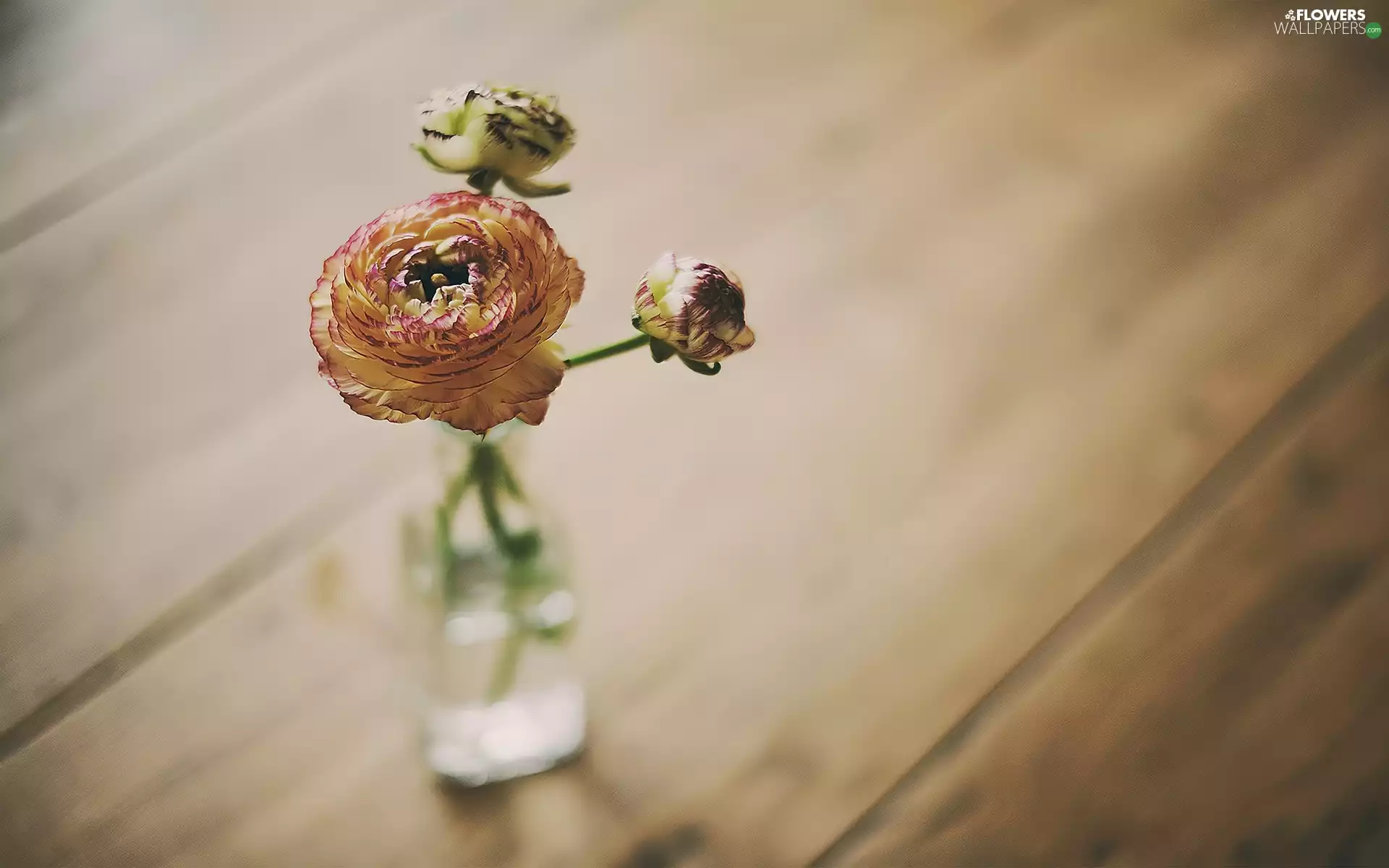 Bottle, glaucoma, Flowers