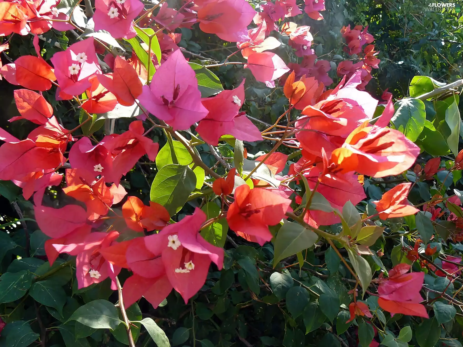 Bougainvillea, Garden, Blossoming