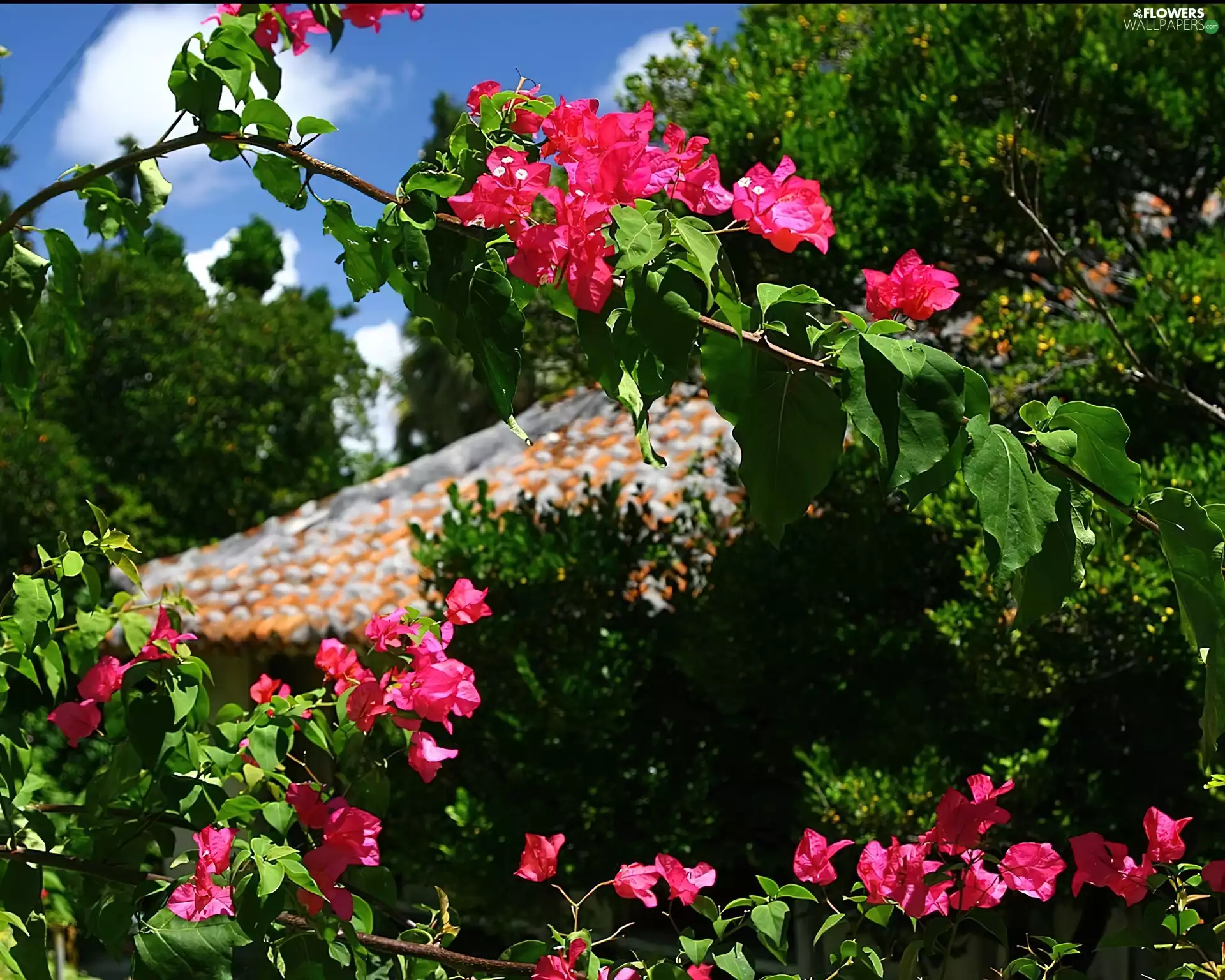 Bougainvillea, Flowers, bush
