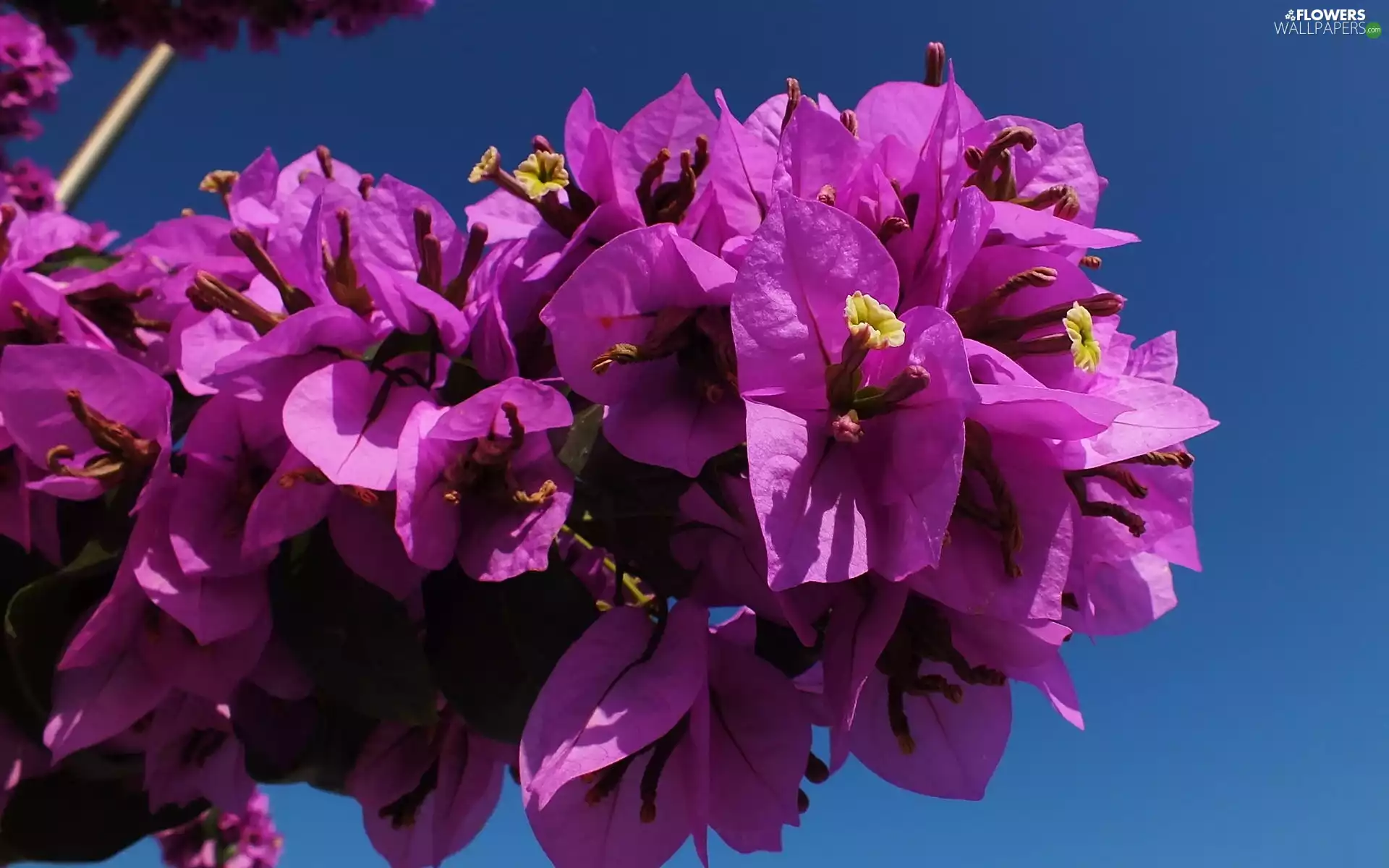 Bougainvillea, Flowers, bush