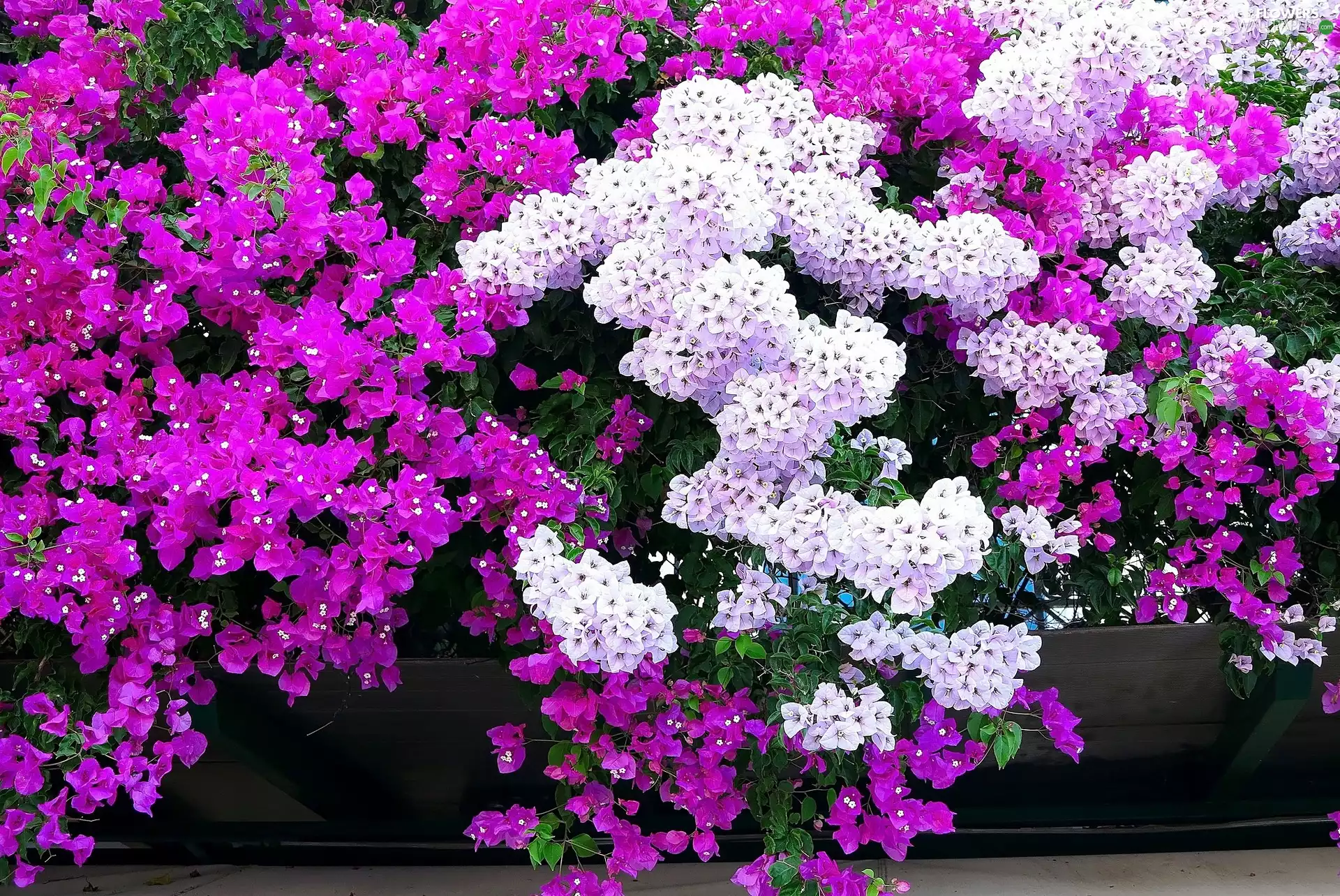Bougainvillea, Flowers, bush