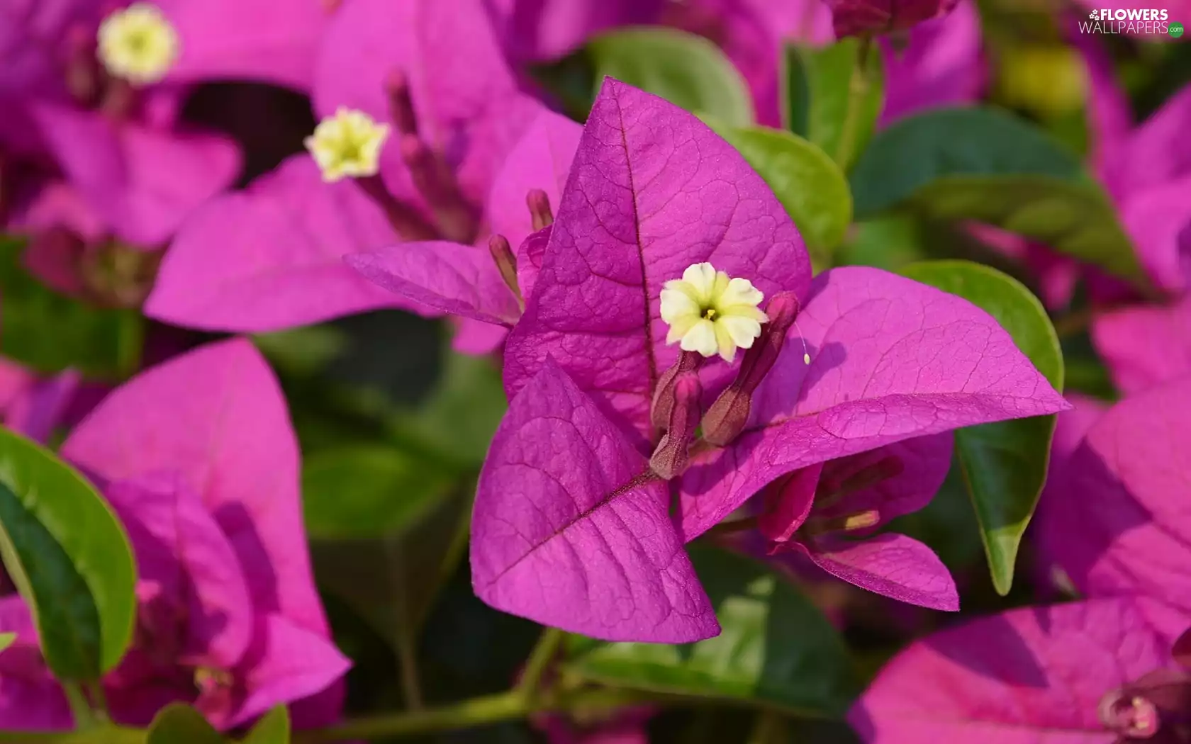 Bougainvillea, Close