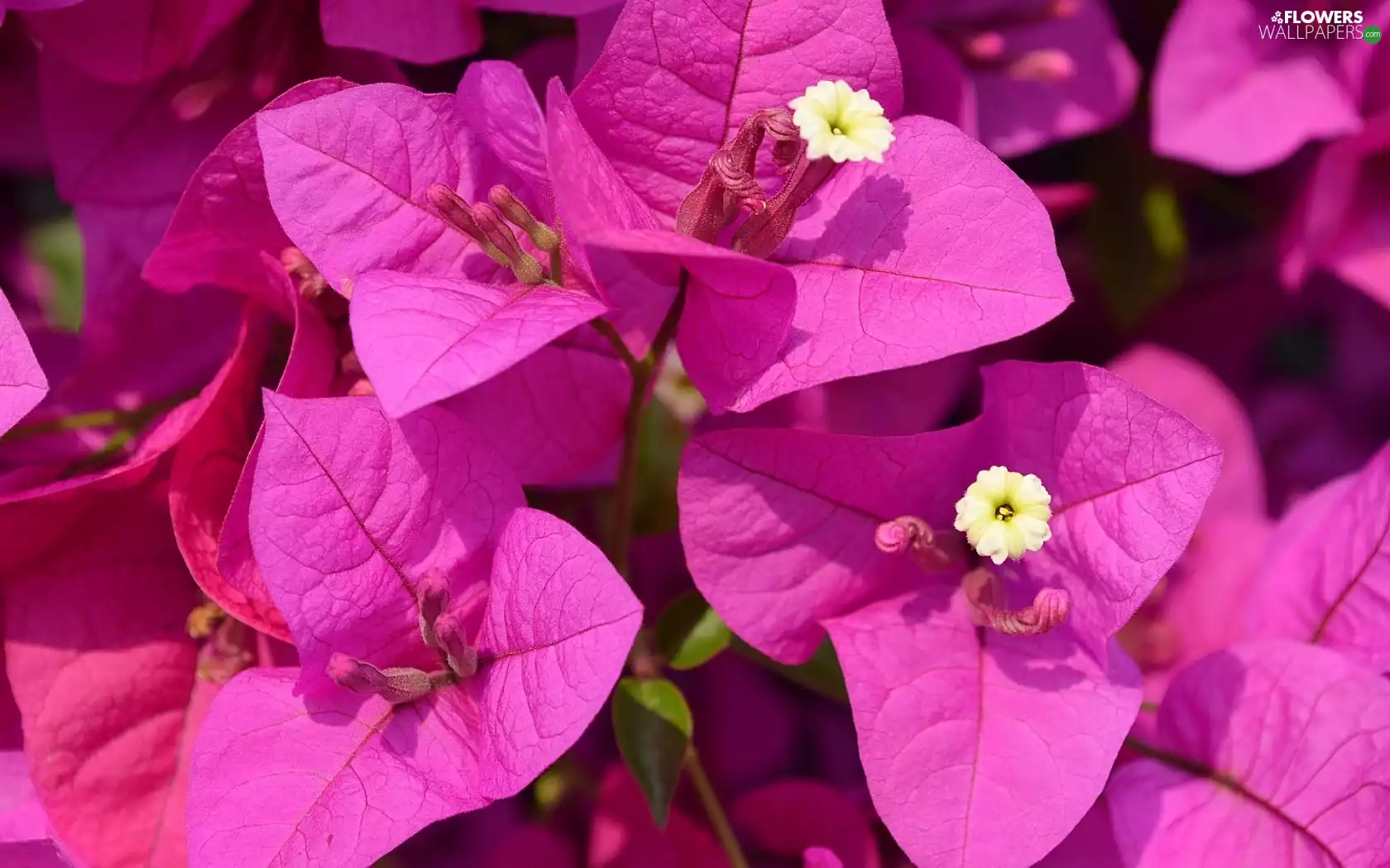 Bougainvillea, Close
