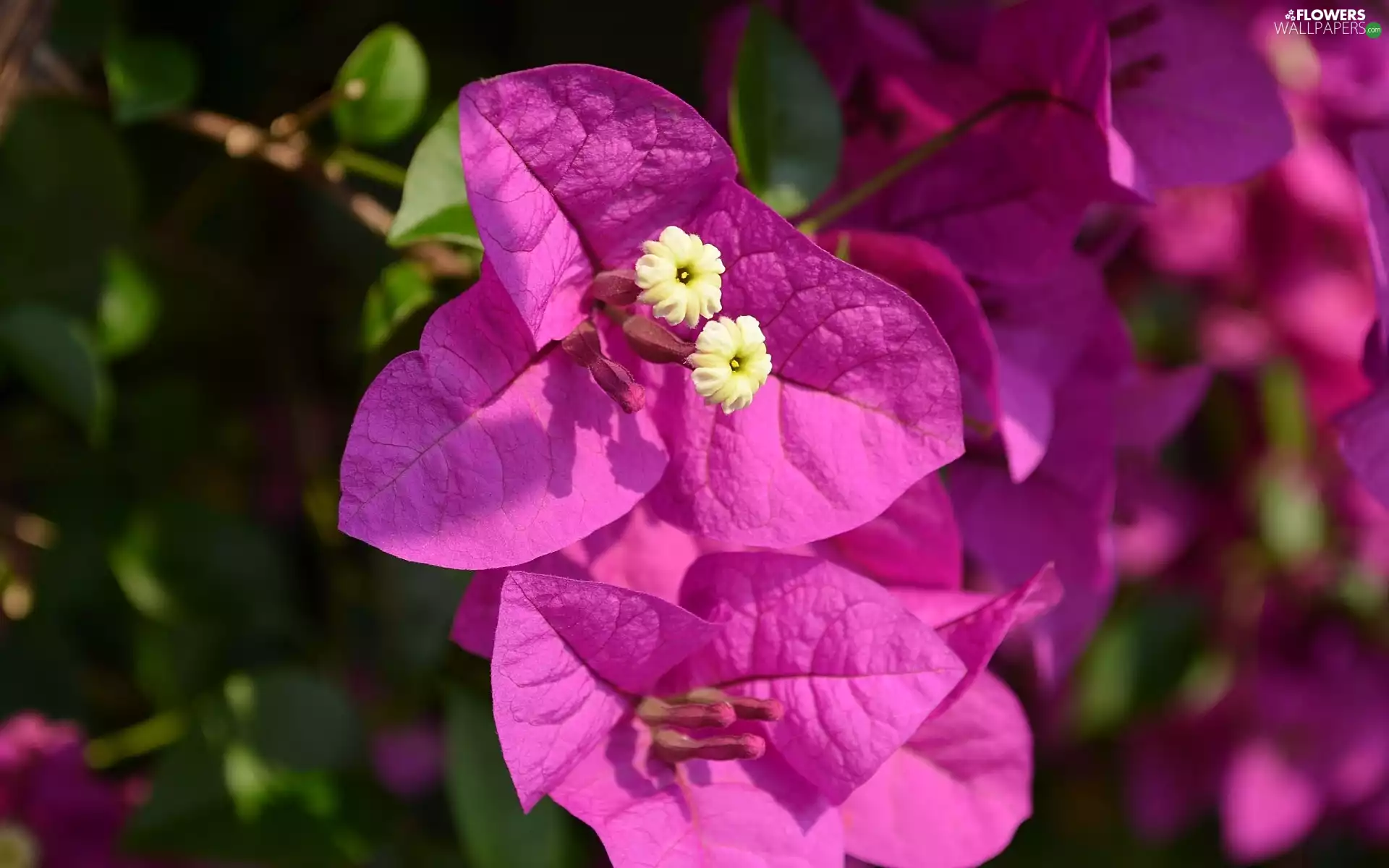 Bougainvillea, Close