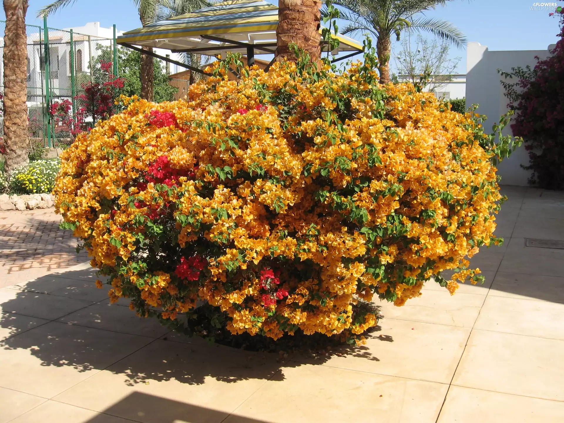 Bougainvillea, Egypt