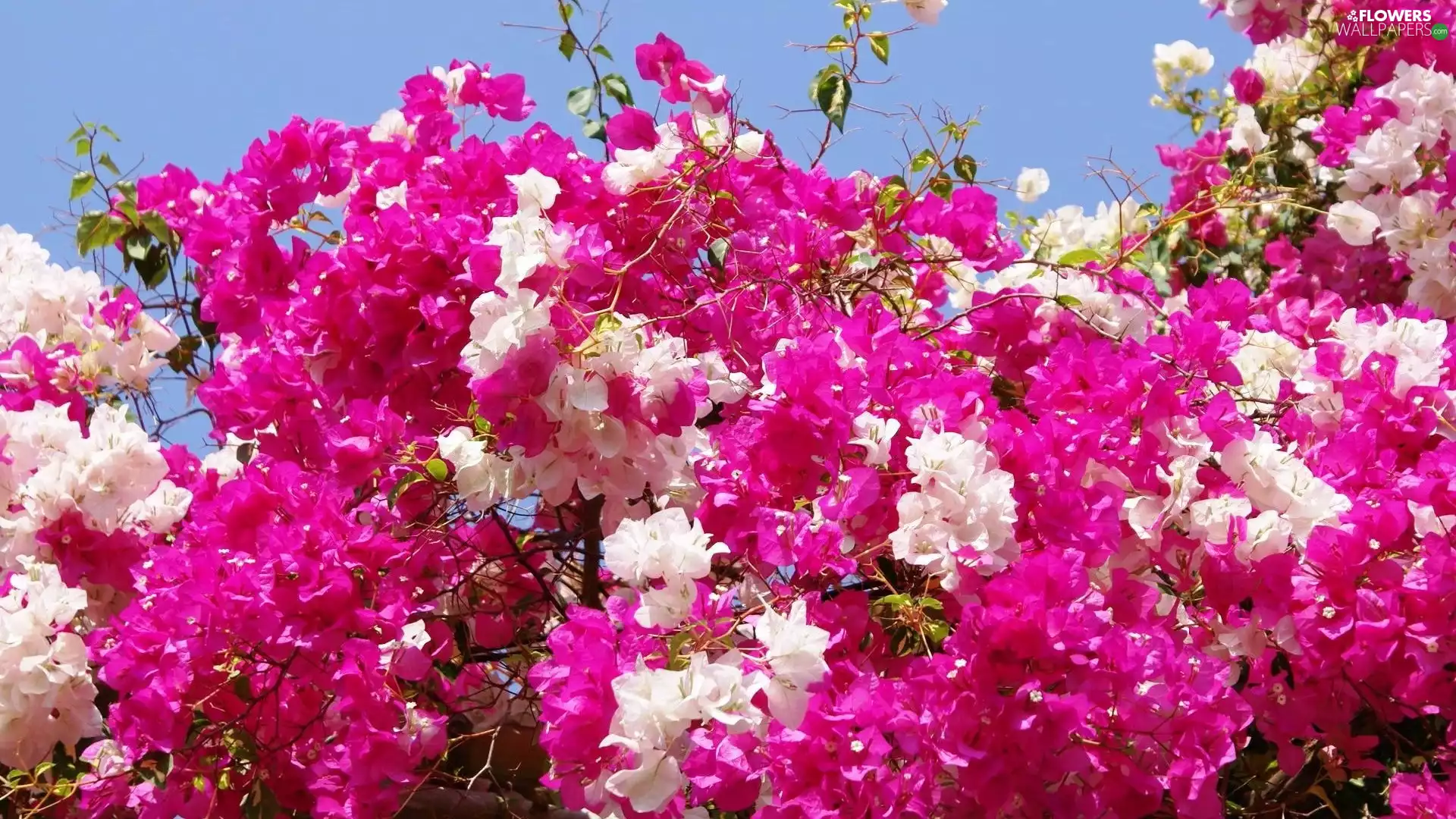 White, Bougainvillea, Flowers, Pink, beatyfull