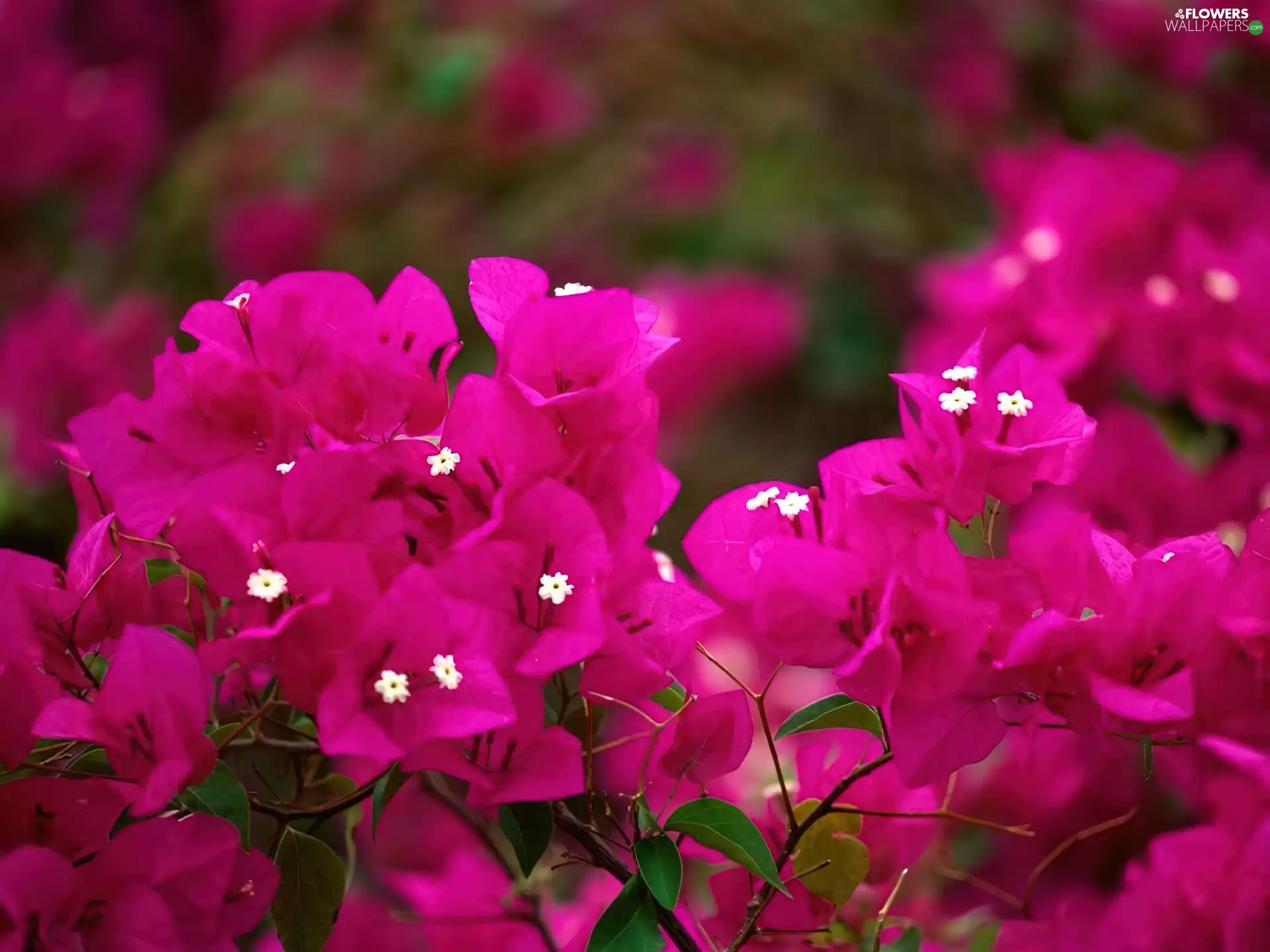 Bougainvillea, Flowers