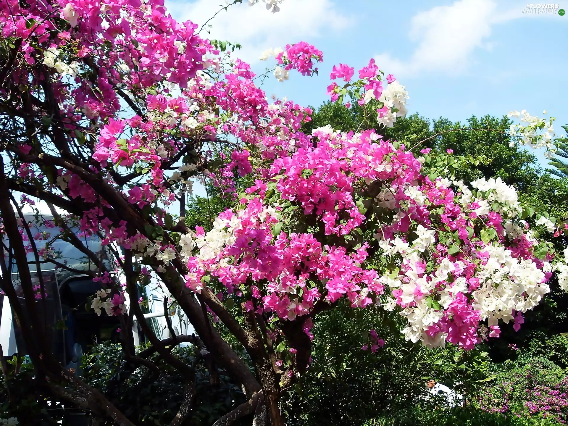 Bougainvillea, white, Pink