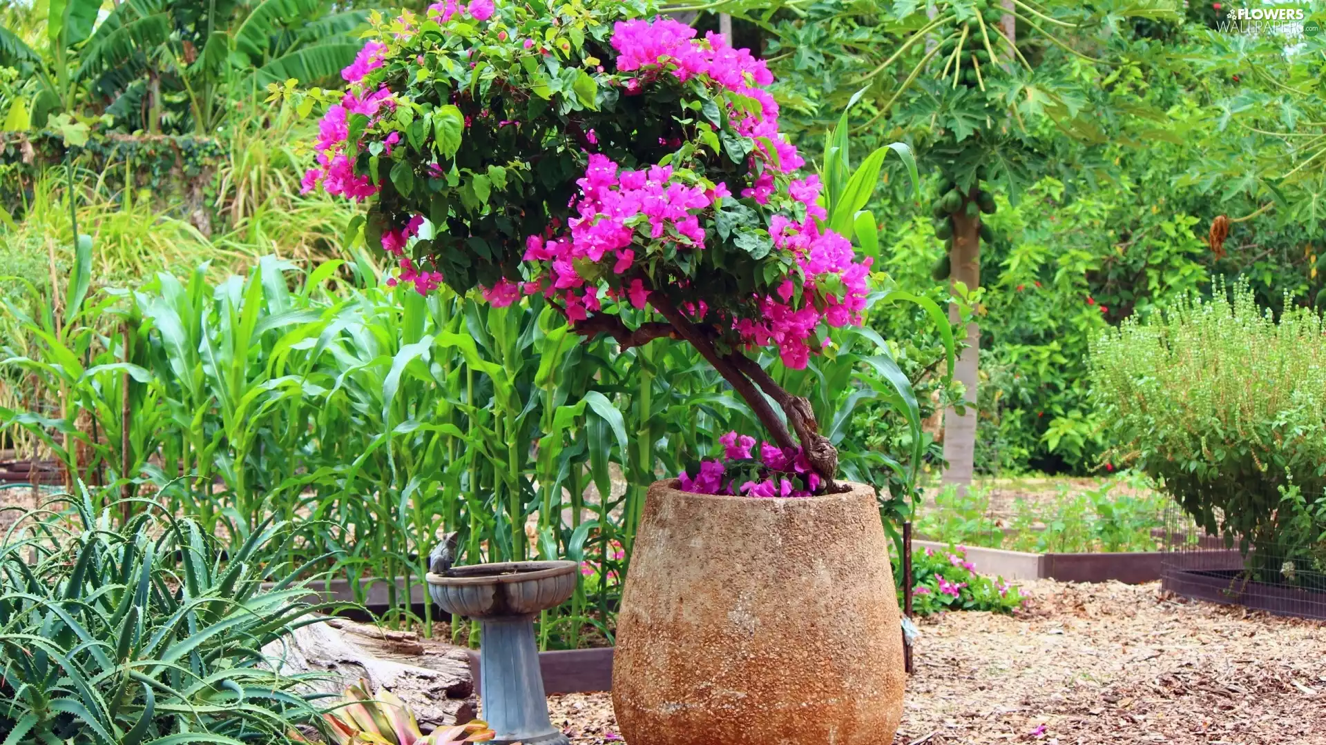 Bougainvillea, pot