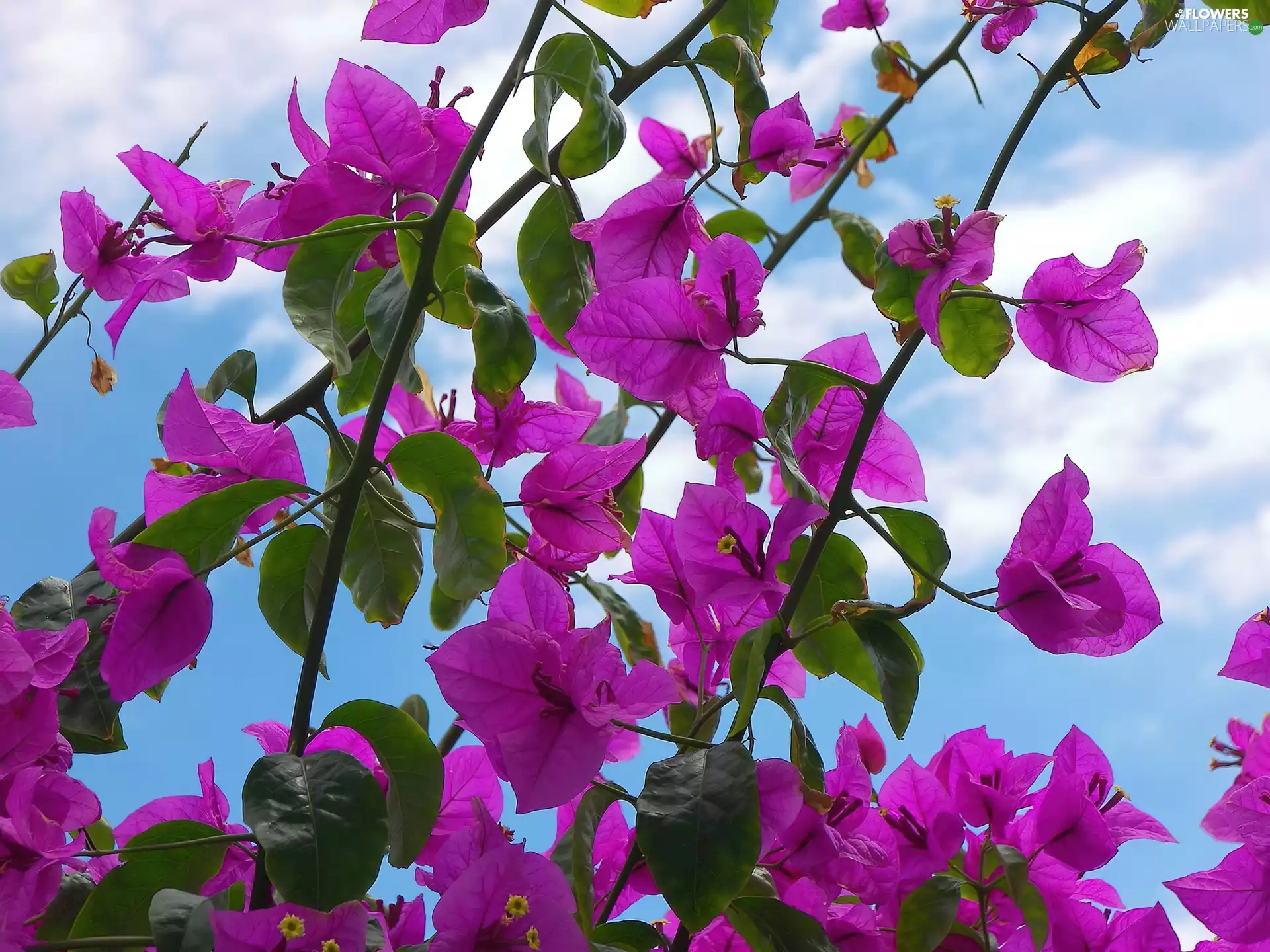 Bougainvillea, Sky