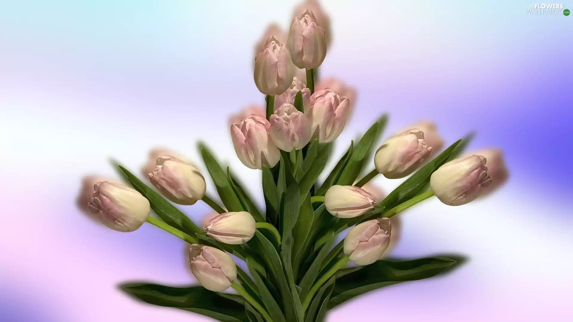 2D Graphics, Tulips, bouquet