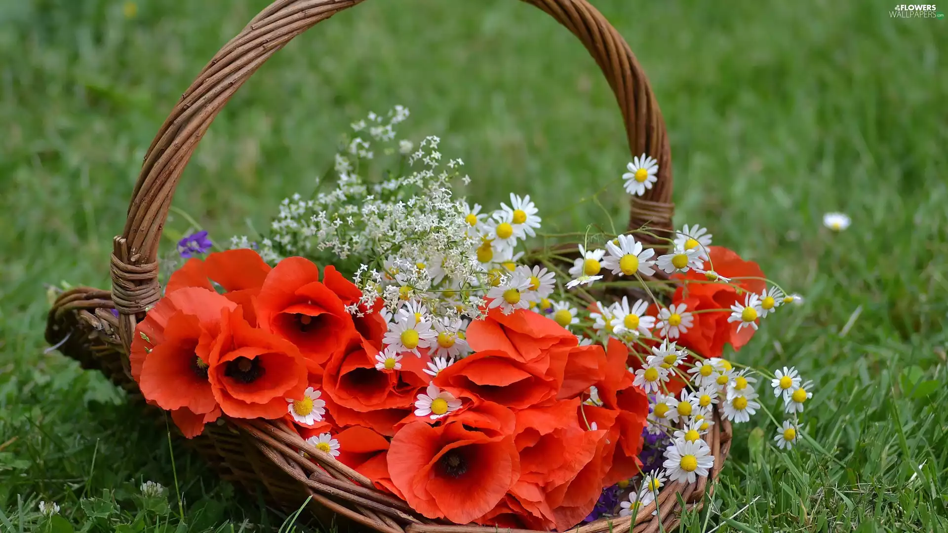 basket, papavers, camomiles, bouquet
