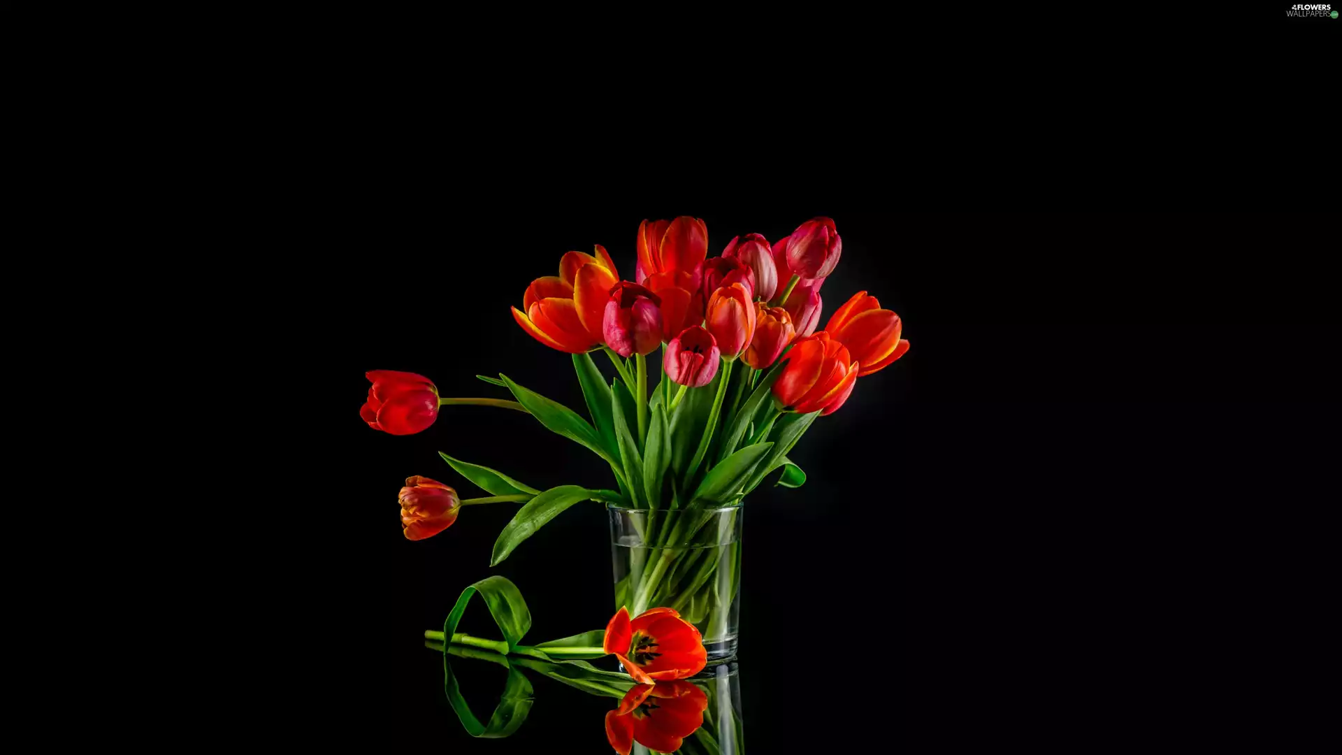 Red, bouquet, black background, Tulips