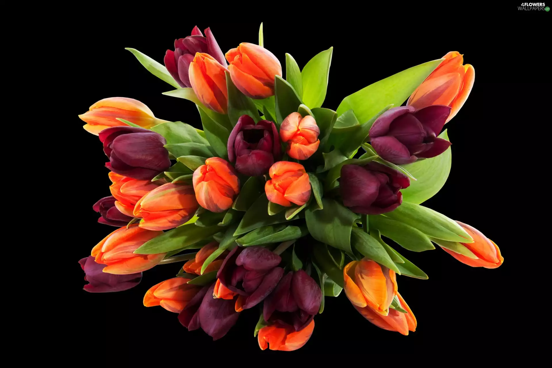 black background, Tulips, bouquet