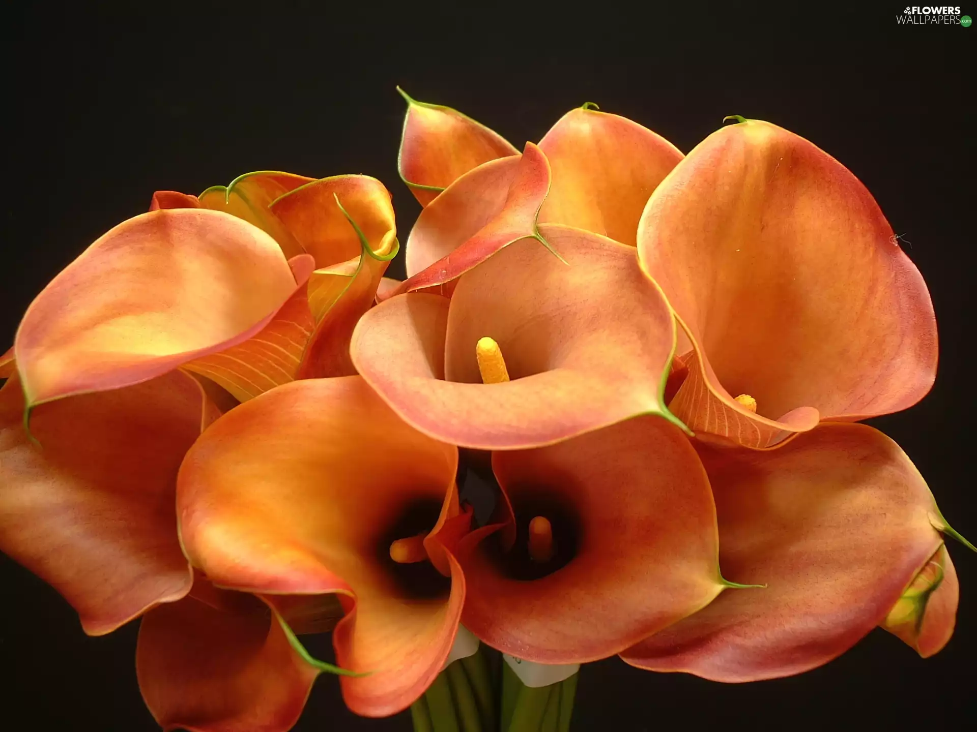 bouquet, Calla