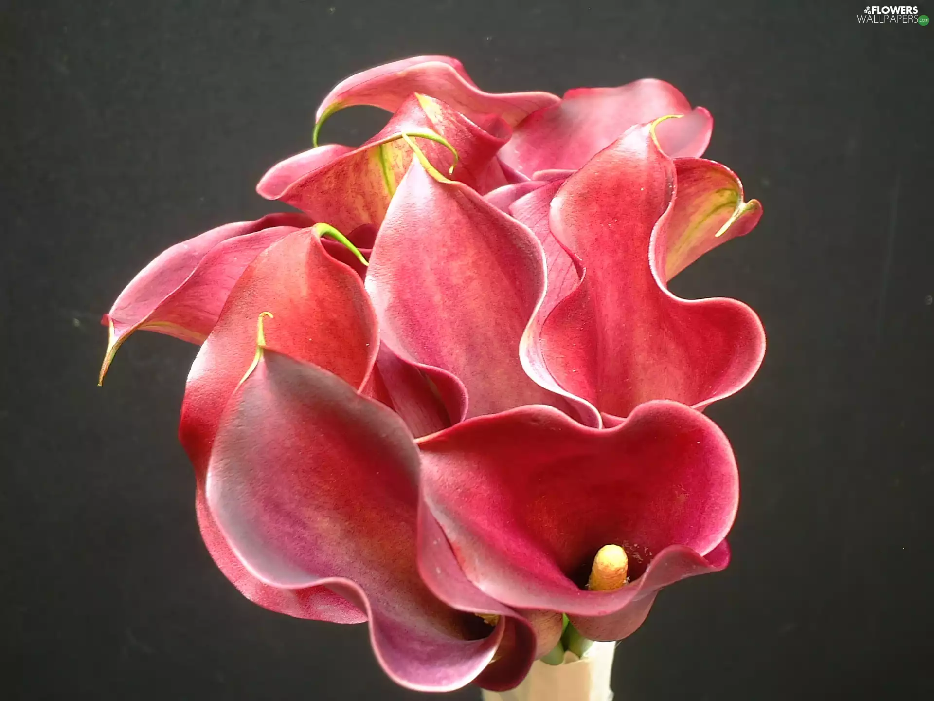 bouquet, Calla