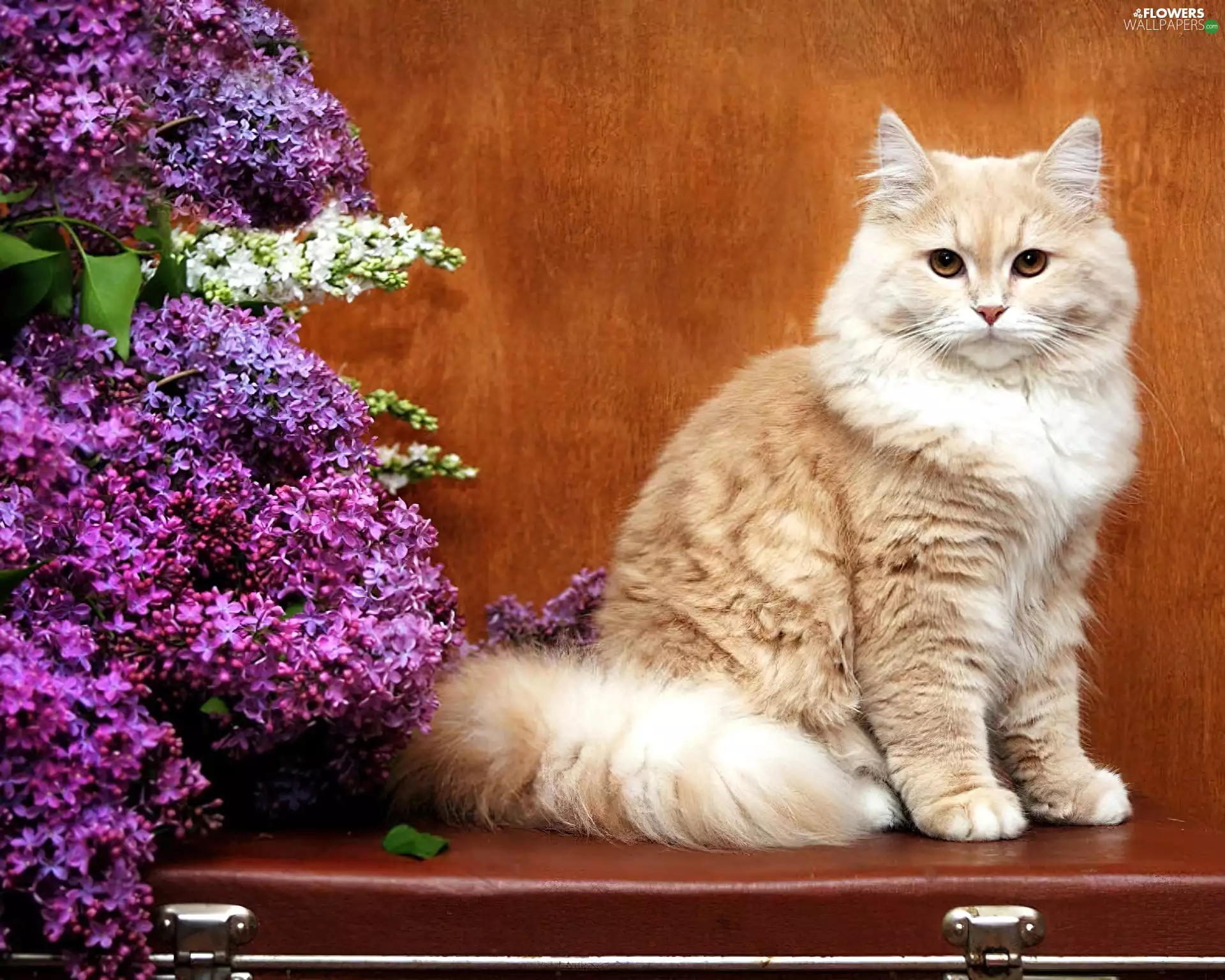 cat, without, case, bouquet