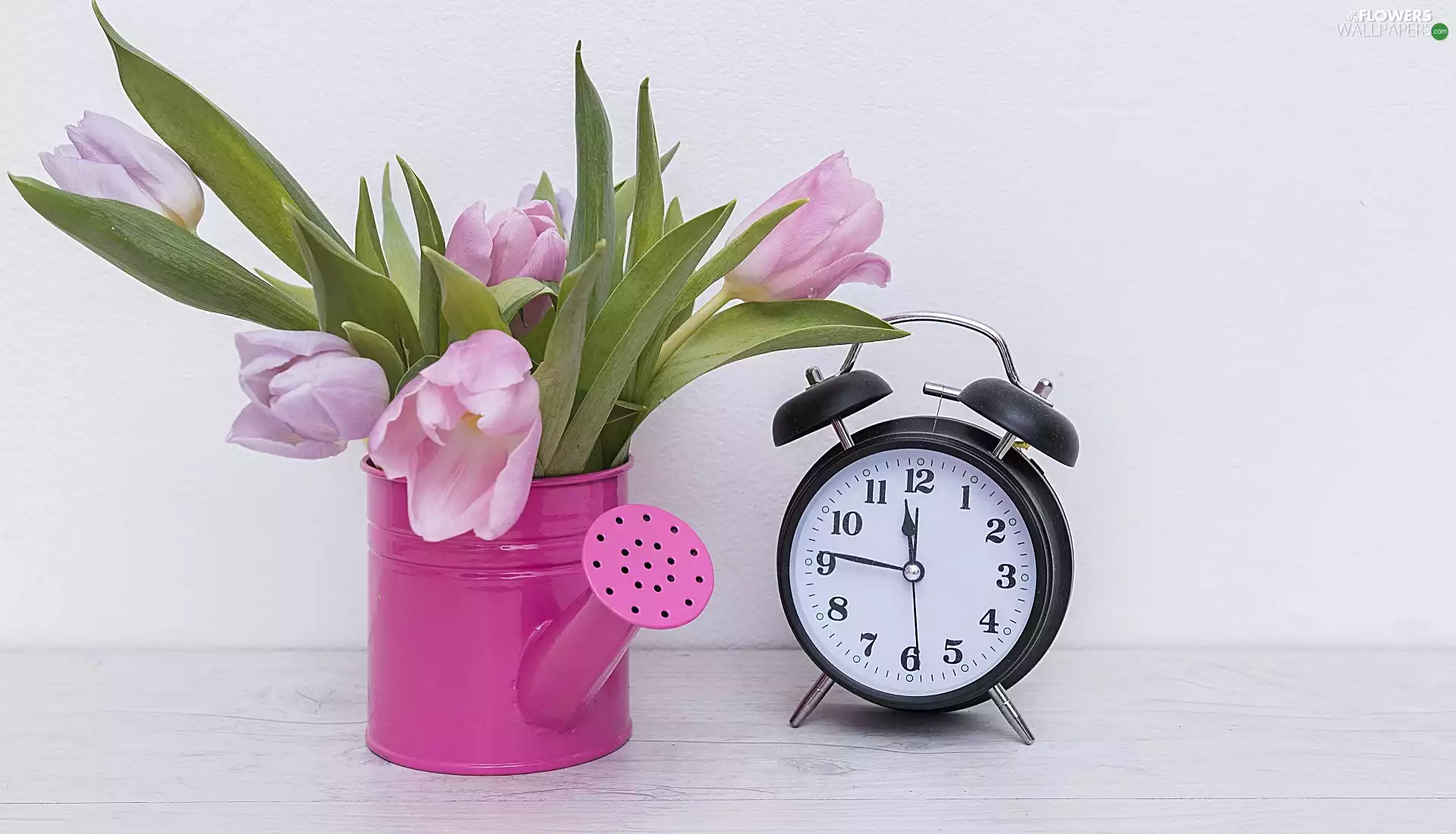 Tulips, alarm clock, bouquet, Pink, watering can