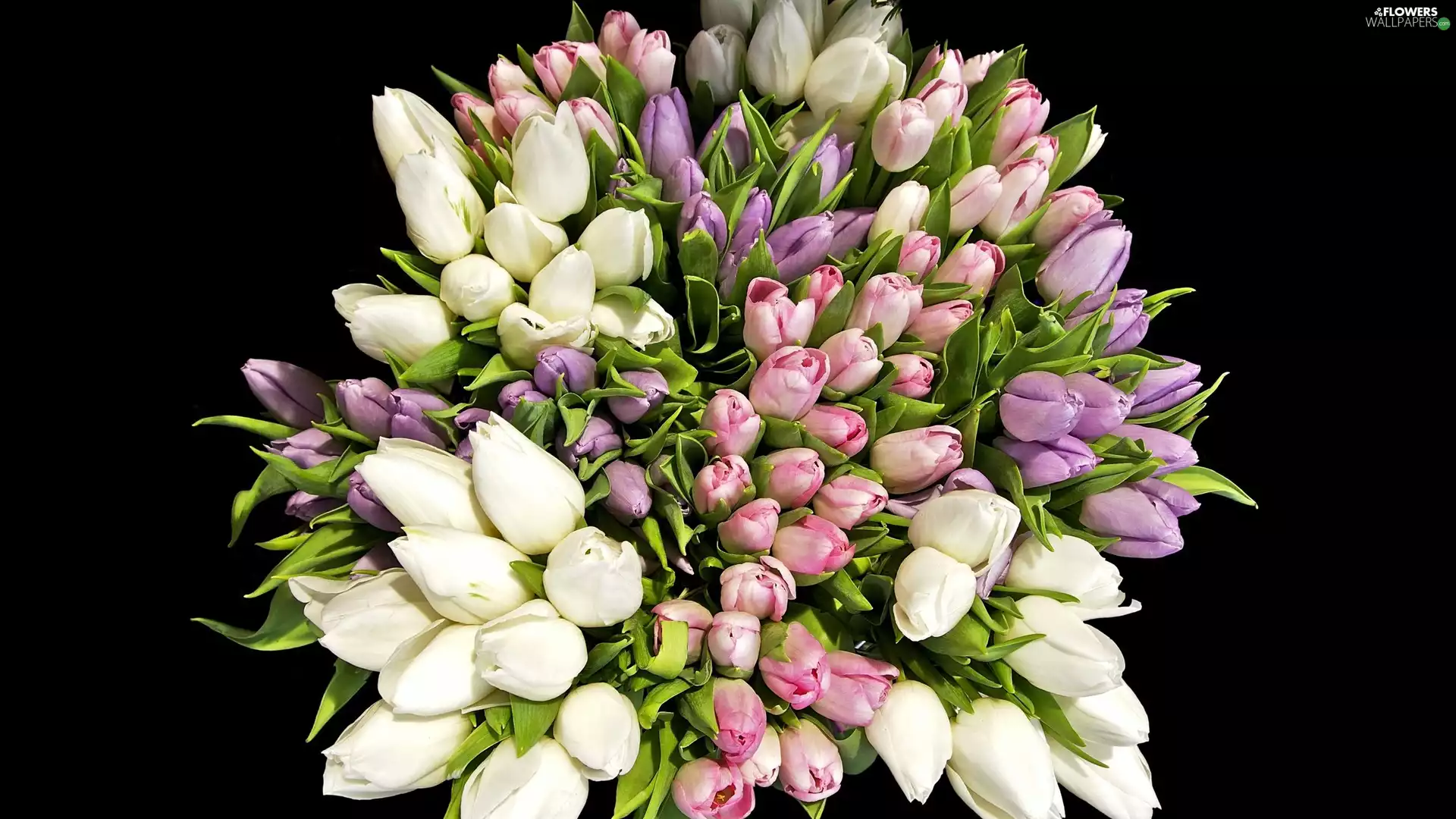 bouquet, Tulips, color