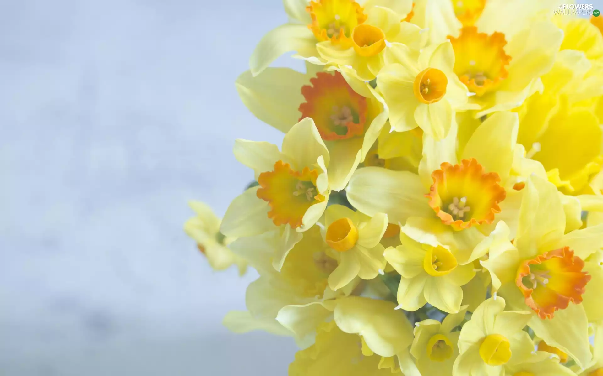 bouquet, Flowers, Daffodils