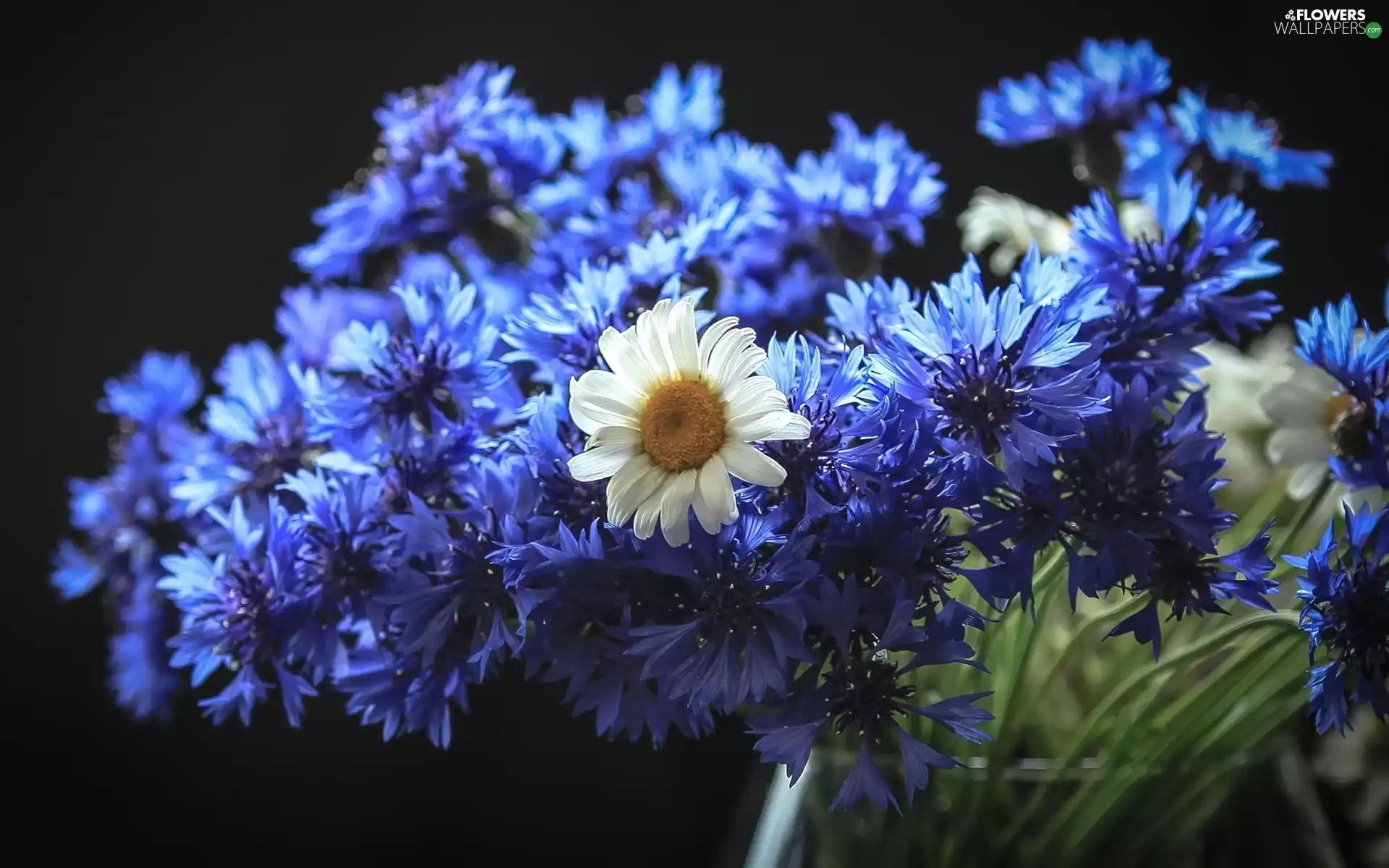 bouquet, cornflowers, daisy