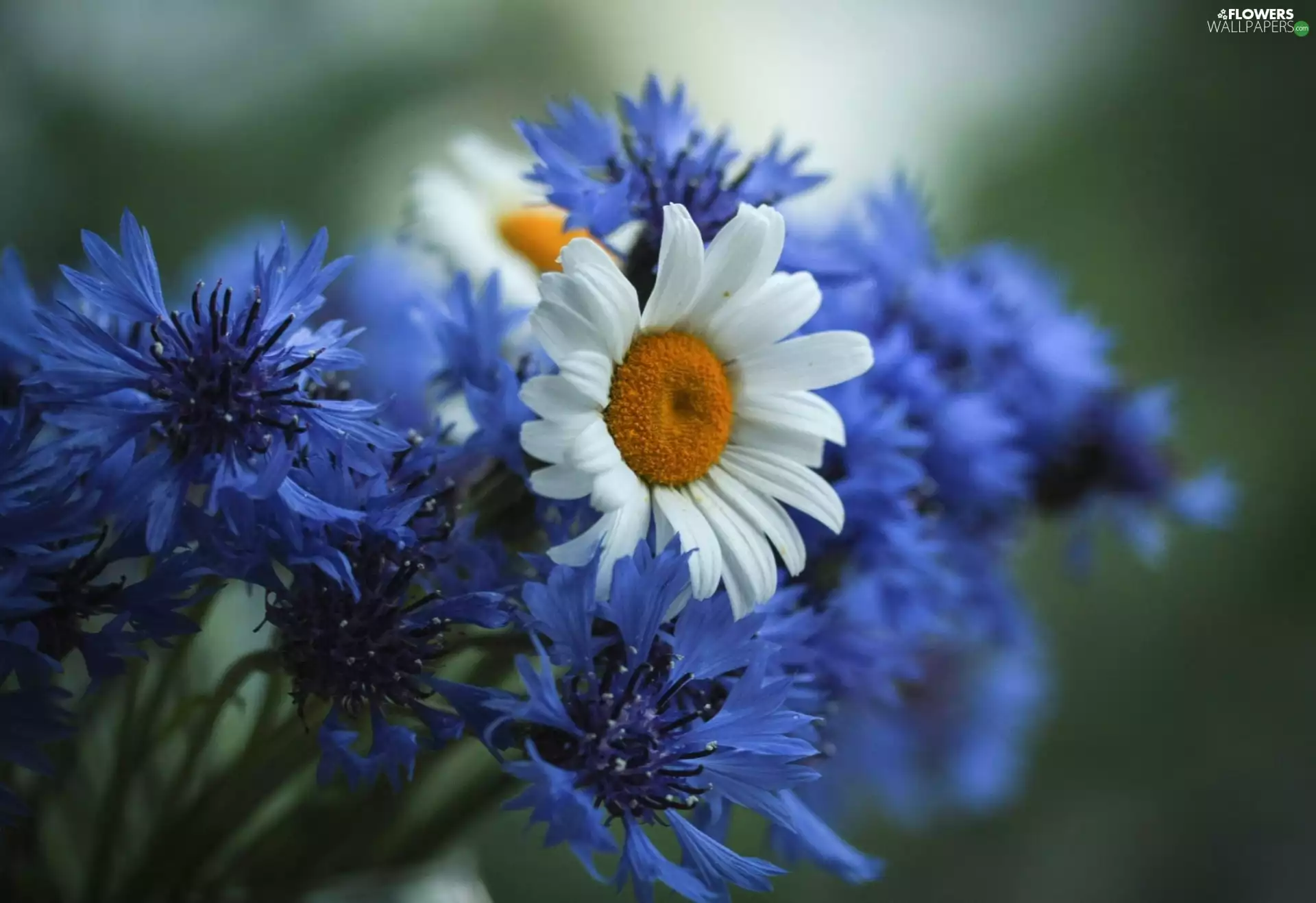 bouquet, cornflowers, Daisy