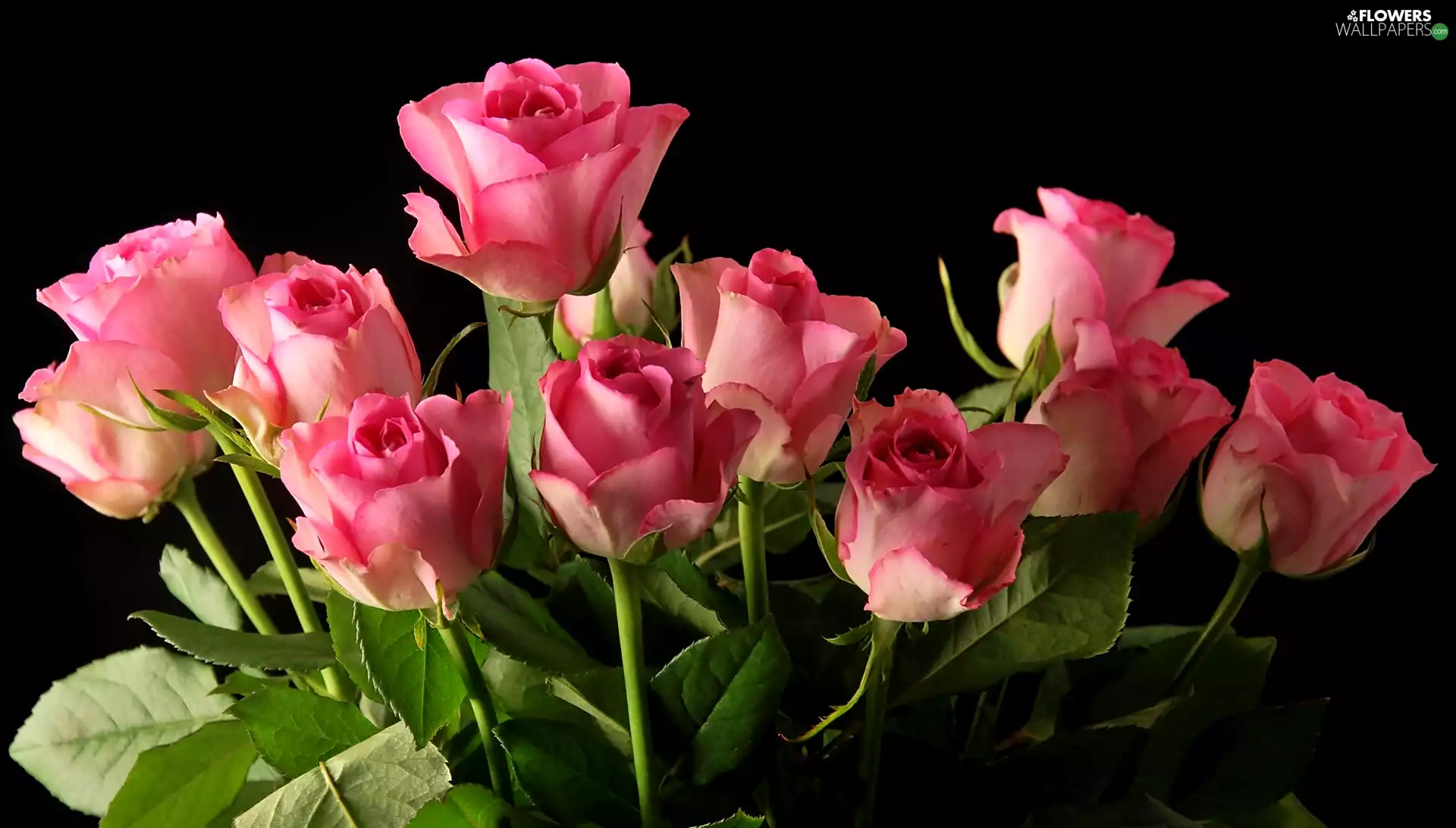 roses, bouquet, Dark Background, Pink