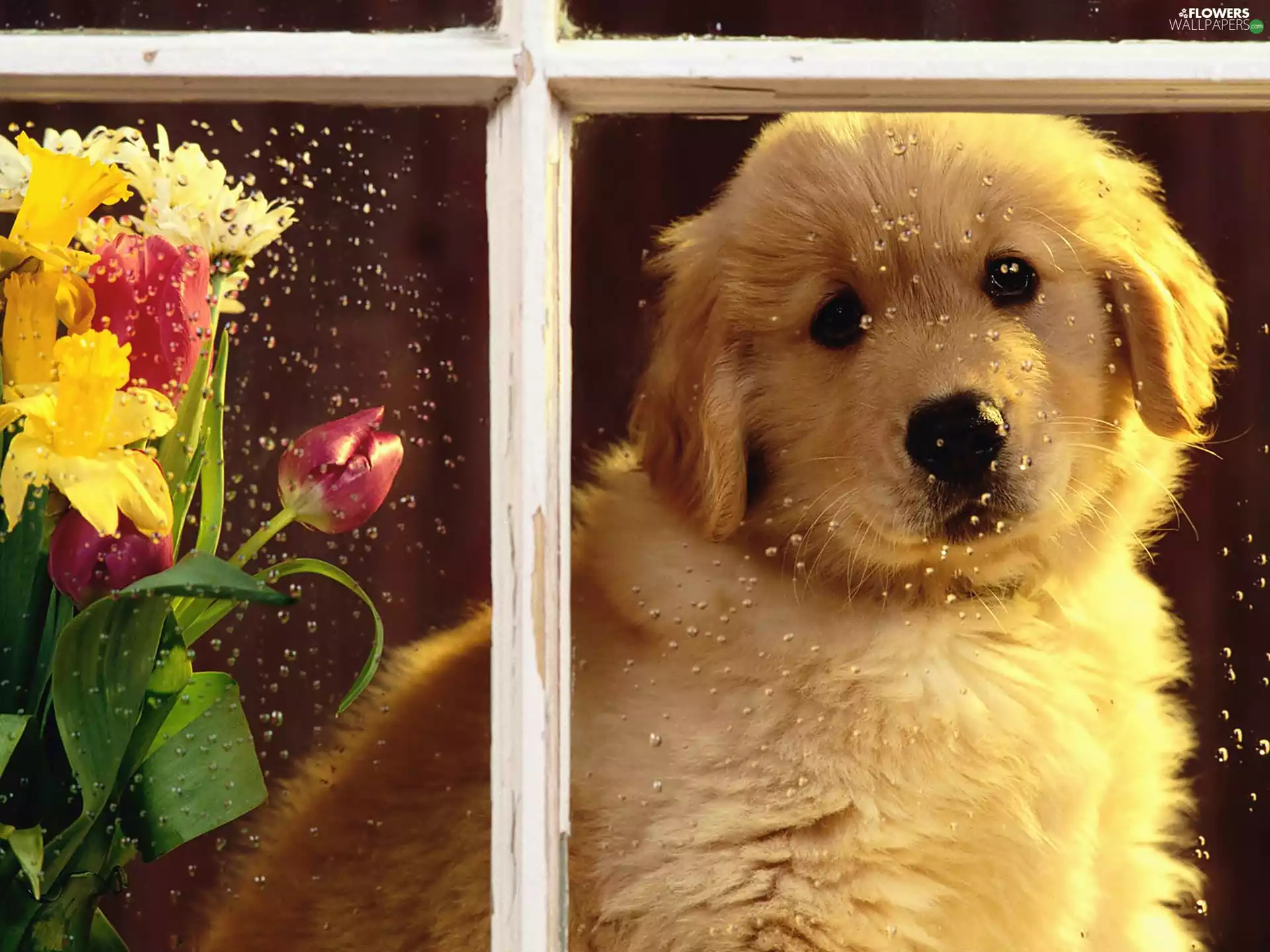 bouquet, flowers, Golden Retriever, Window, rain, dog, White, drops