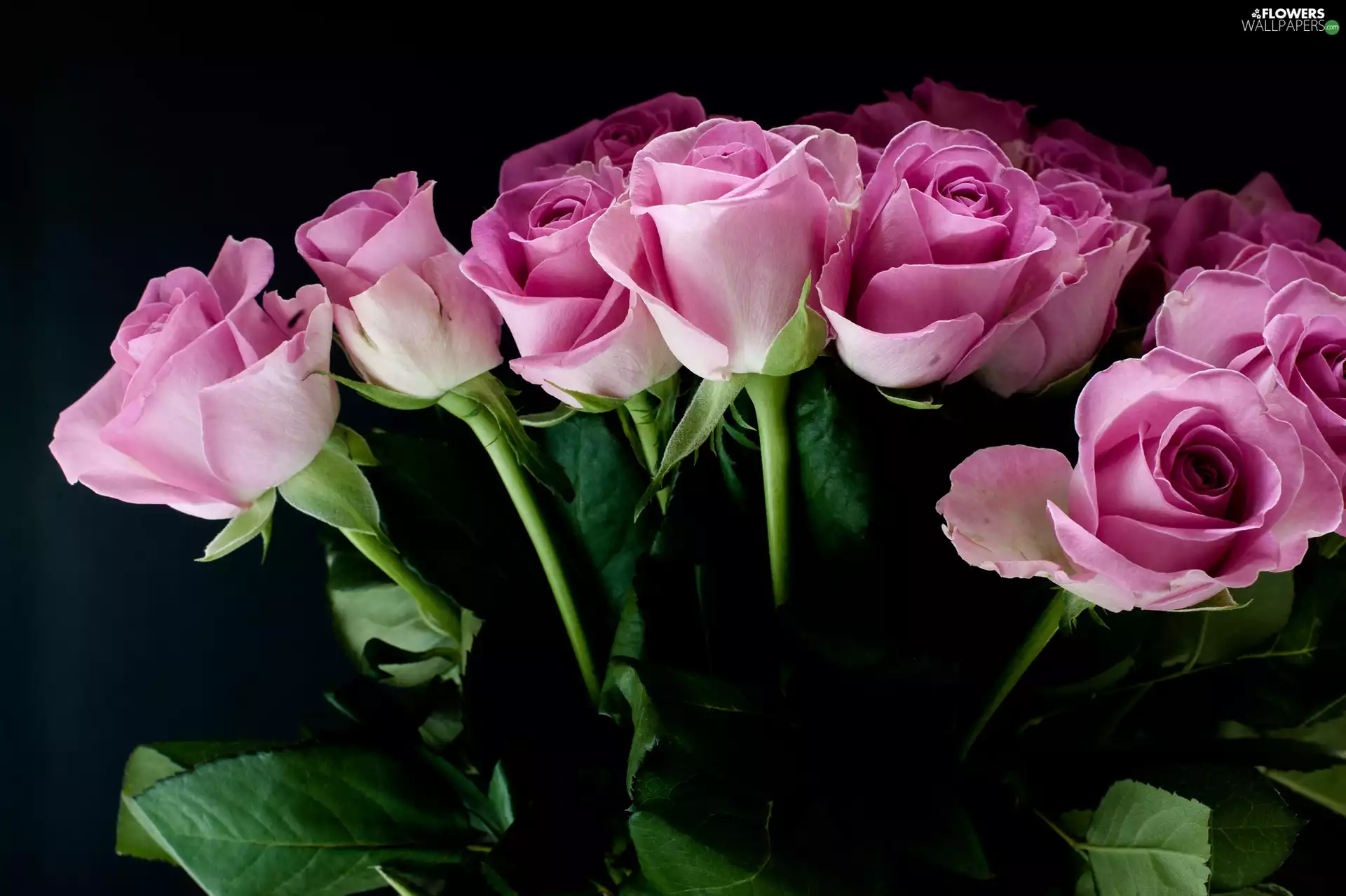 roses, Black Background, bouquet, Pink, Flowers
