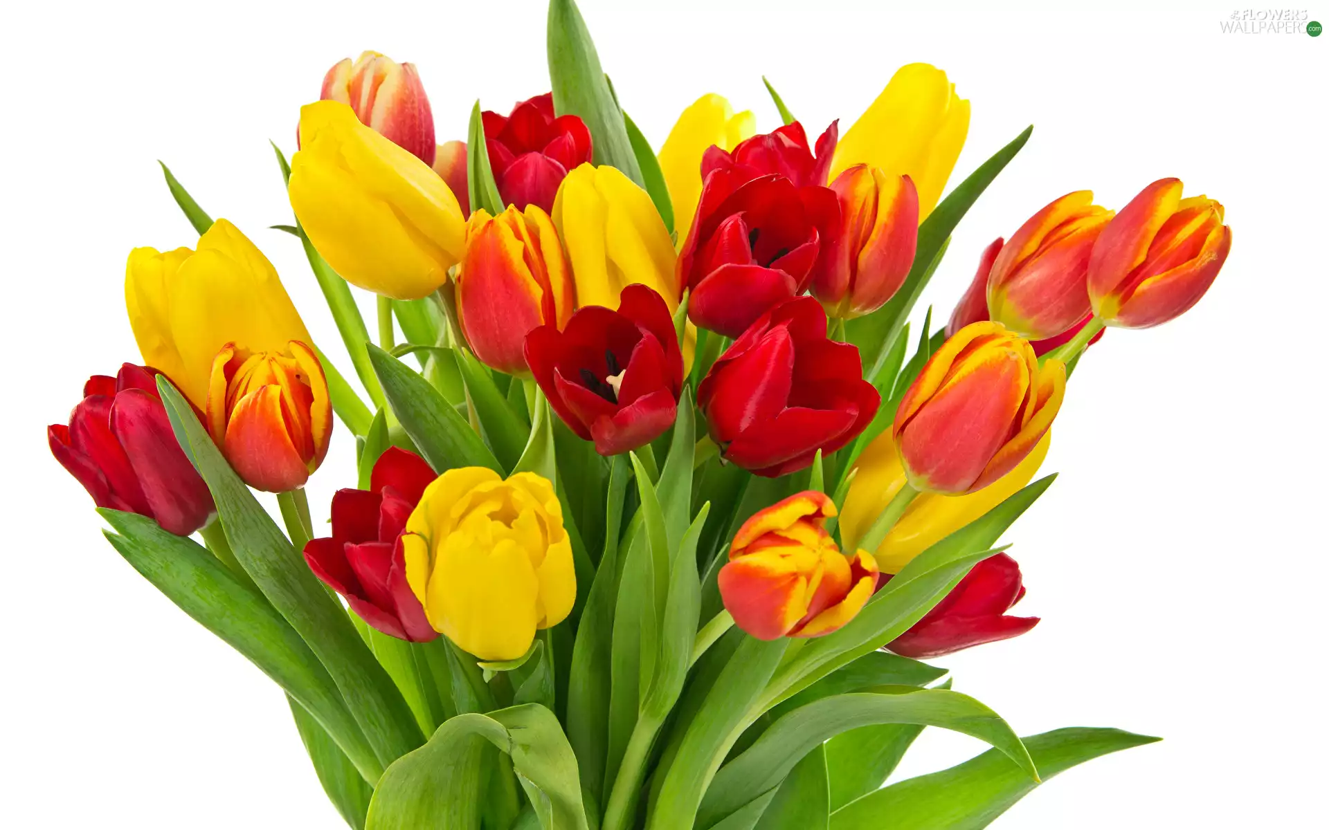 Tulips, white background, bouquet, color, Flowers