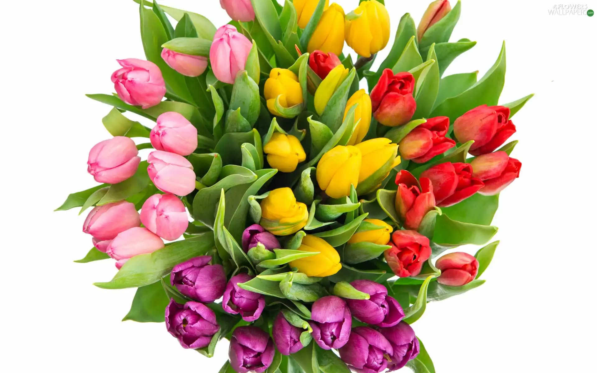 Tulips, White Background, bouquet, color, Flowers