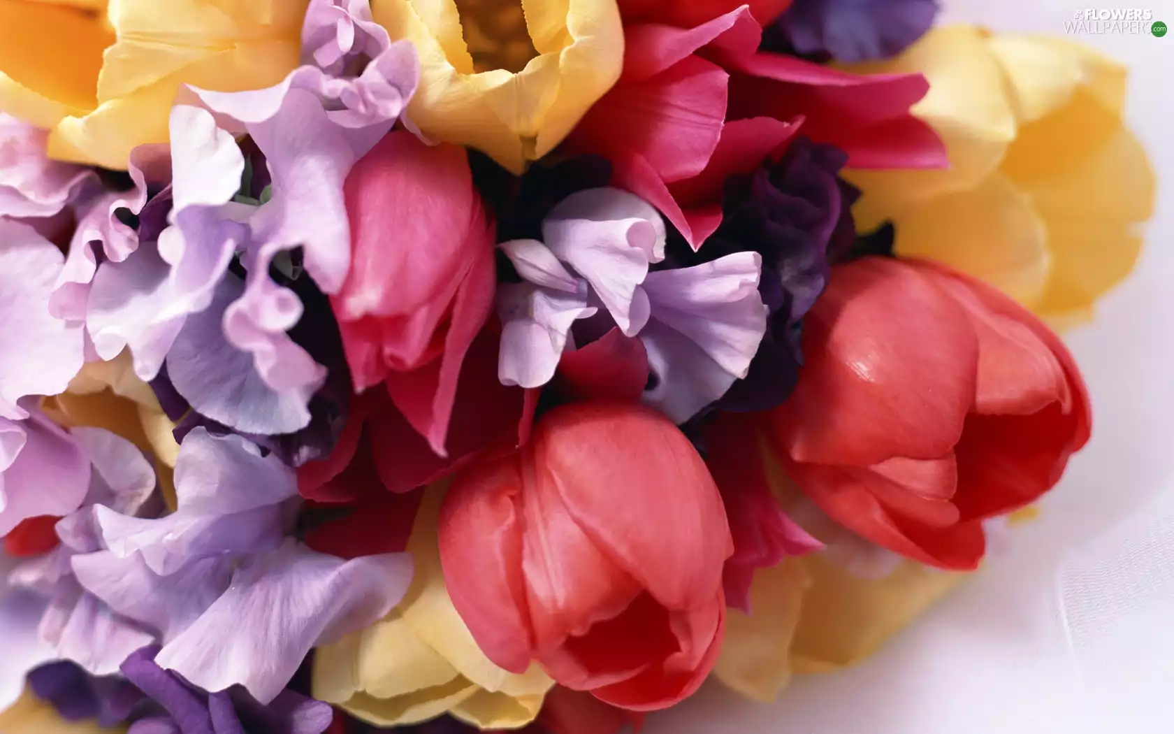 bouquet, color, Flowers