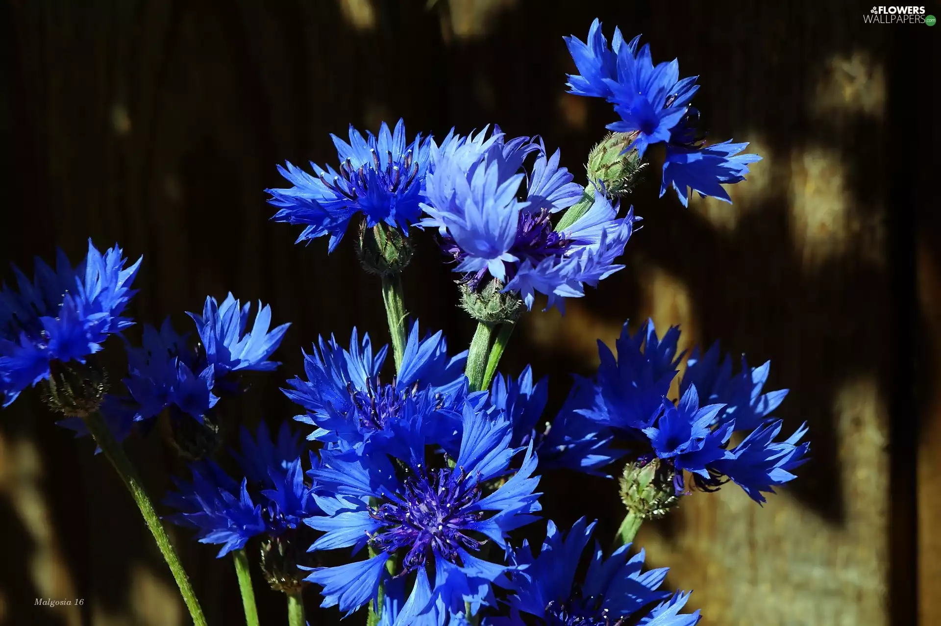 Flowers, Blue, cornflowers, bouquet