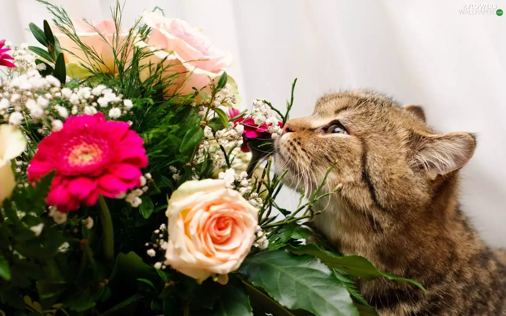 bouquet, kitten, Flowers