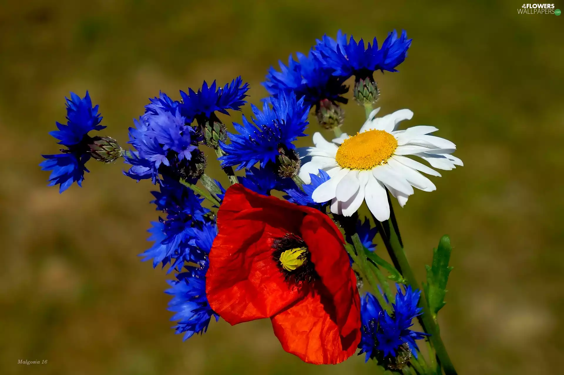 red weed, Margarytka, bouquet, cornflowers, Flowers