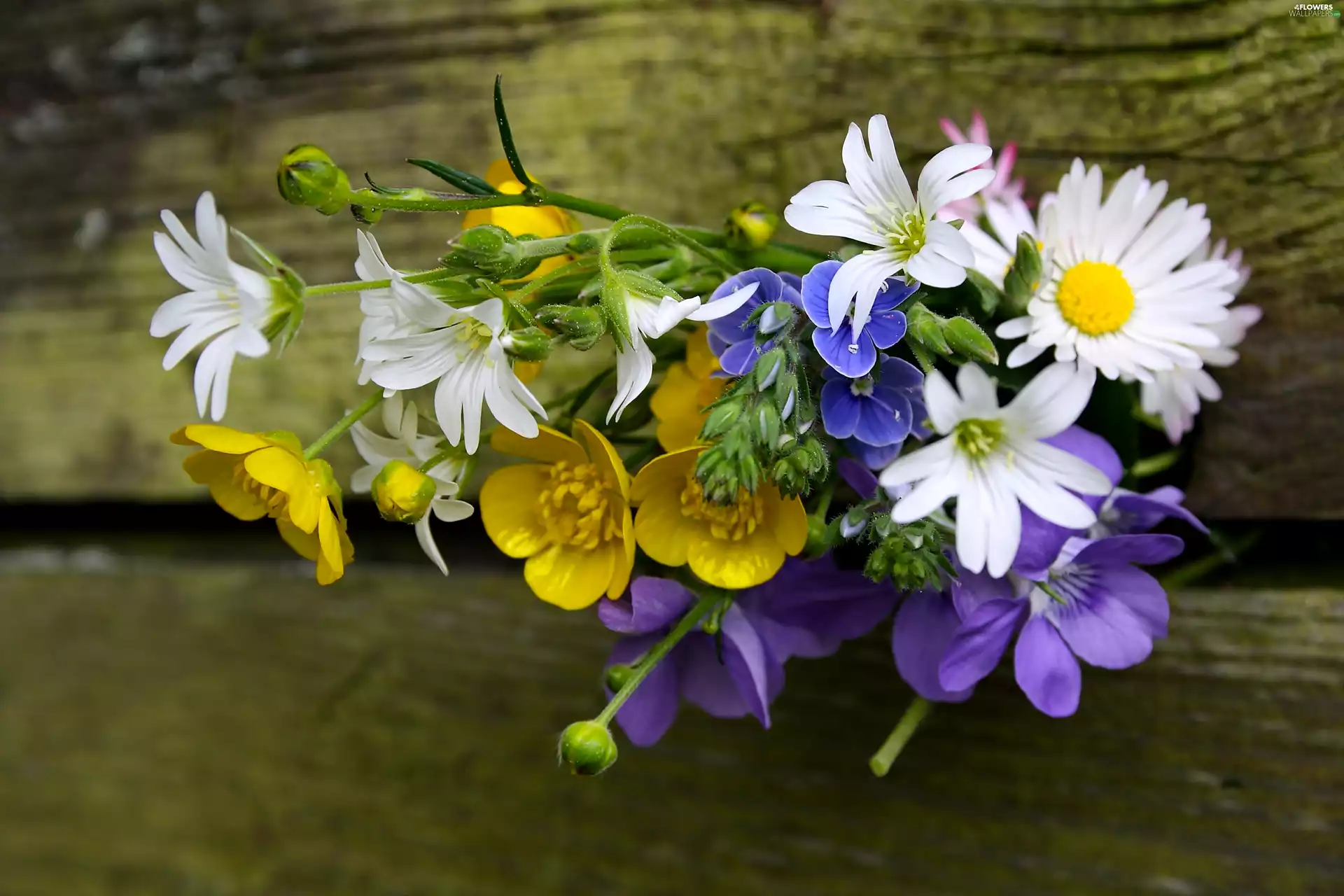 Flowers, daisies, marigolds, bouquet