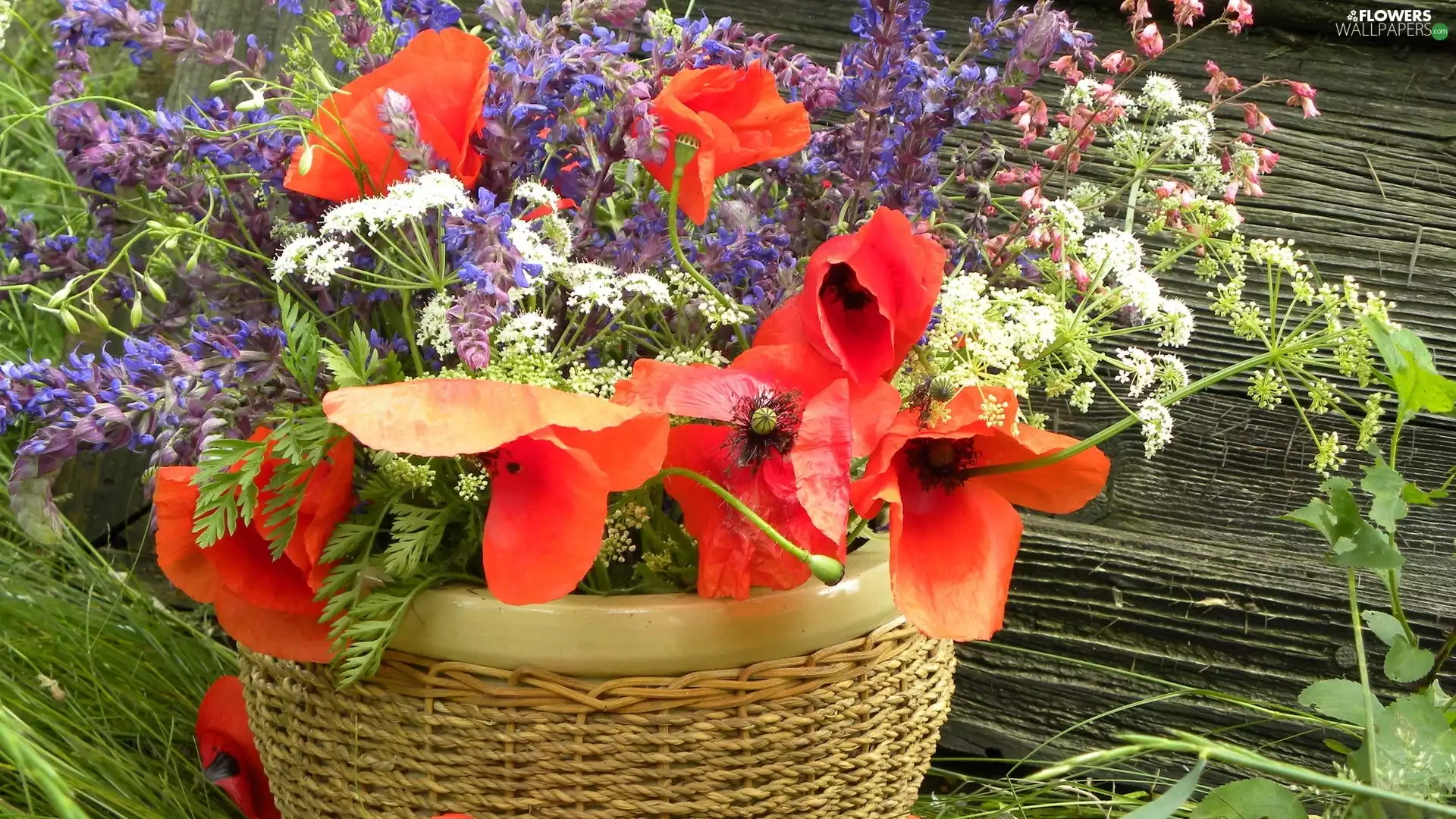Flowers, Wildflowers, papavers, bouquet