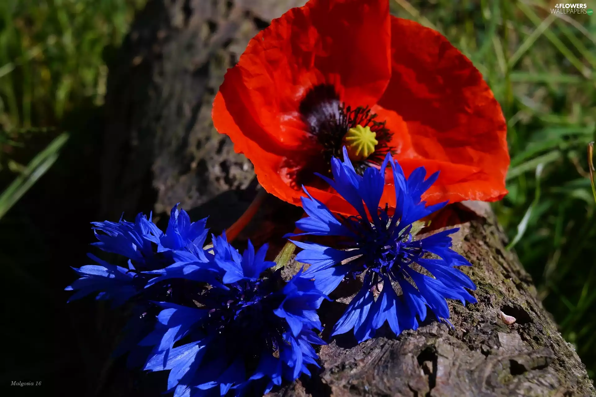 red weed, trunk, bouquet, cornflowers, Flowers