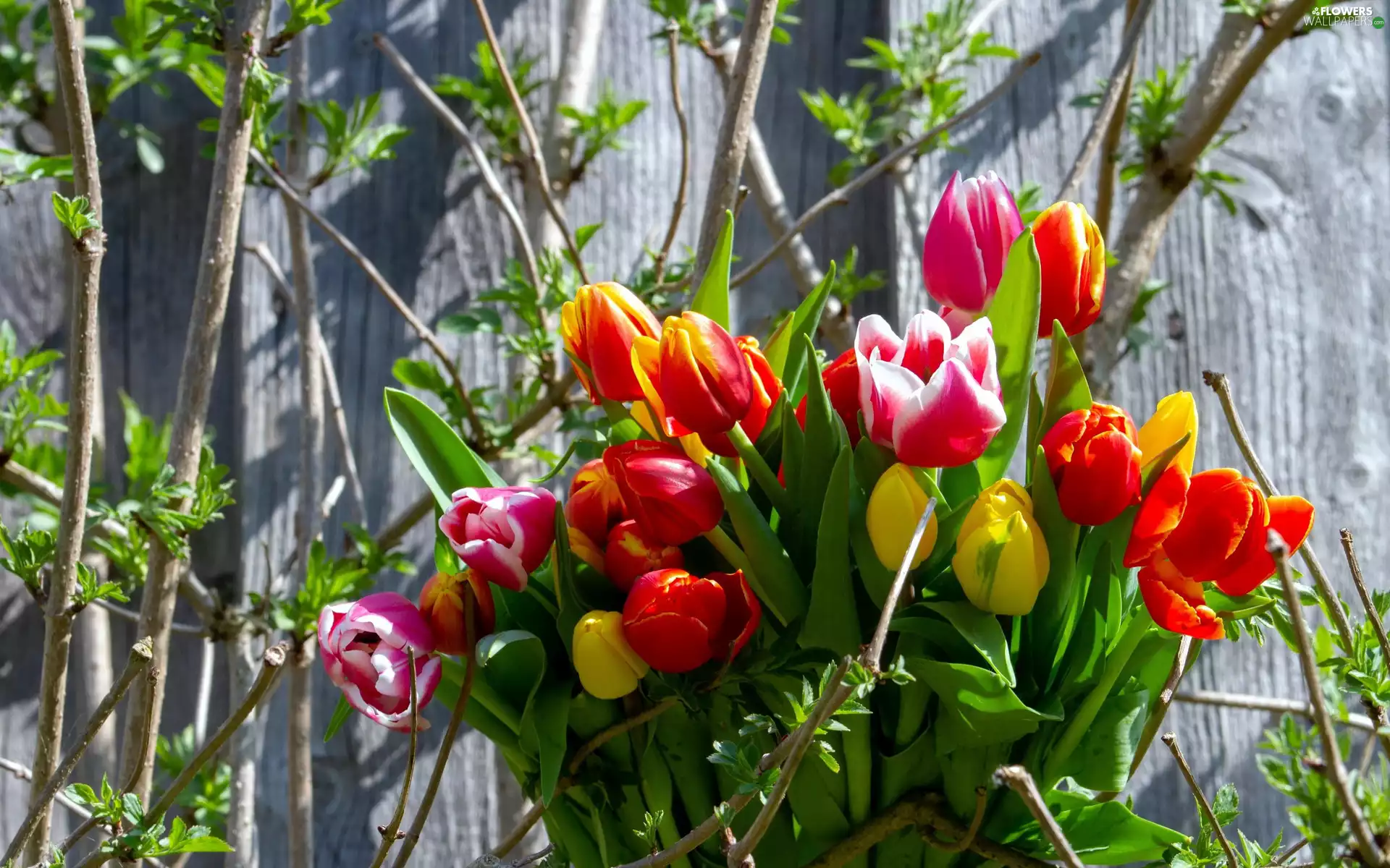 Flowers, color, Tulips, bouquet