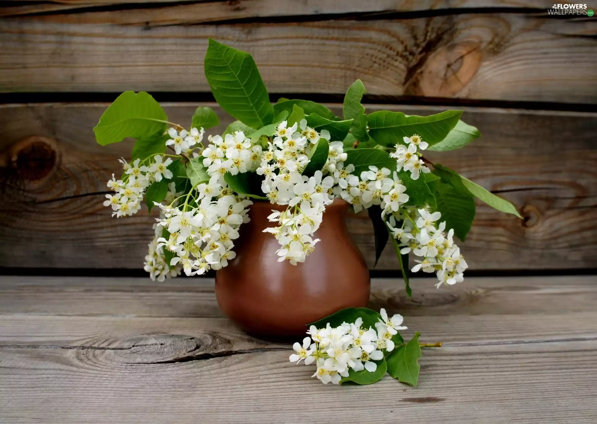 Flowers, Vase, bouquet, White