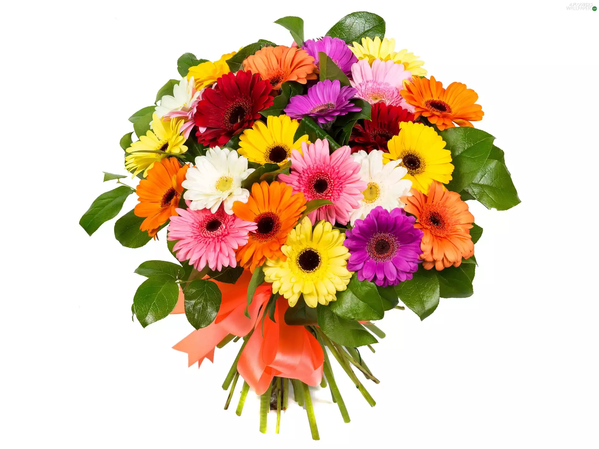 bouquet, gerberas