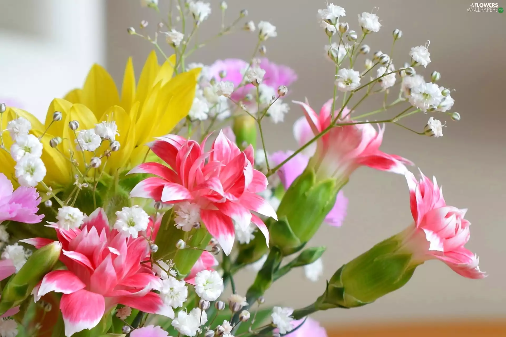 bouquet, cloves, Gipsówka